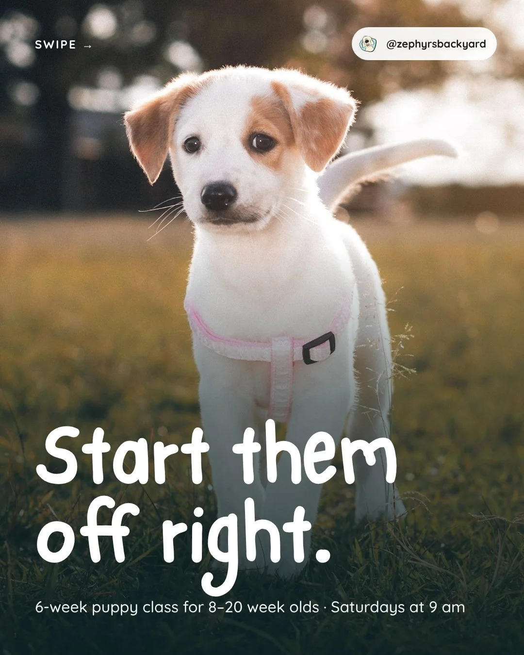New puppy? Let's start them off right. 🐾
Puppy Preschool is a 6-week class for puppies 8&ndash;20 weeks old, every Saturday at 9am in a private fenced backyard in Tallahassee. We cover socialization, potty training, crate and separation anxiety help