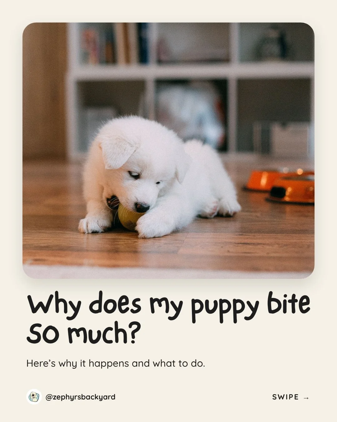 If your arms look like you lost a fight with a rosebush&hellip; you're not alone. Puppies bite because they're teething, exploring the world with their mouths, overtired, or just a little too excited.
The goal isn't to stop the biting. Our goal is to