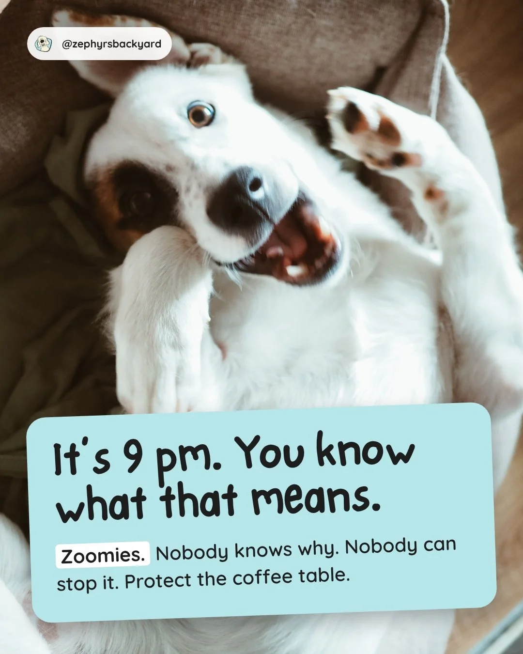 It's 9pm and the zoomies have entered the chat.
Fun fact: zoomies are totally normal! They're a quick way for puppies to burn off extra energy. Just make sure they have a safe space to run (and maybe move the coffee table.)

#Zoomies #PuppyLife #DogH