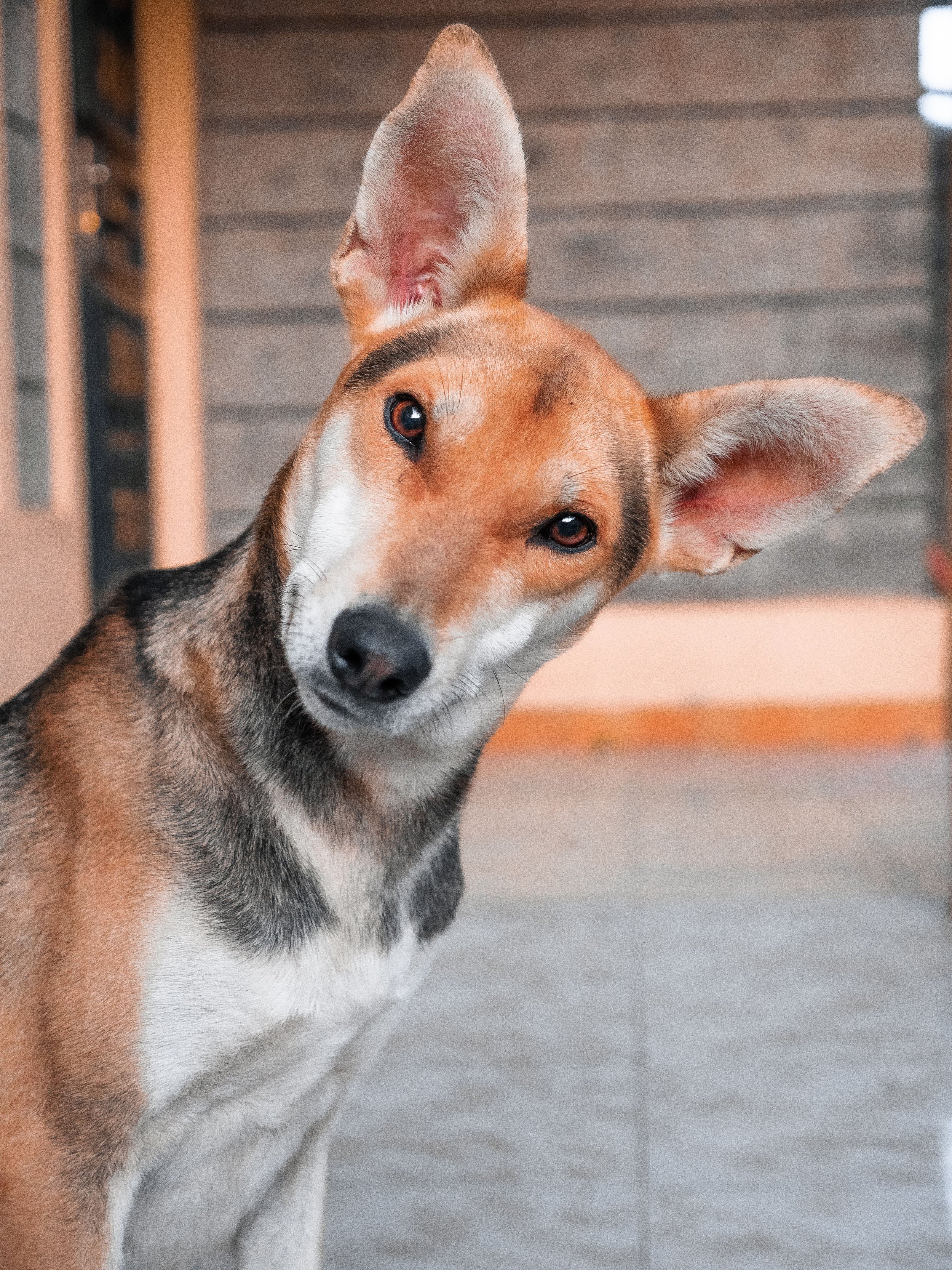 What Is Your Dog Really Saying?: Intro to Dog Body Language