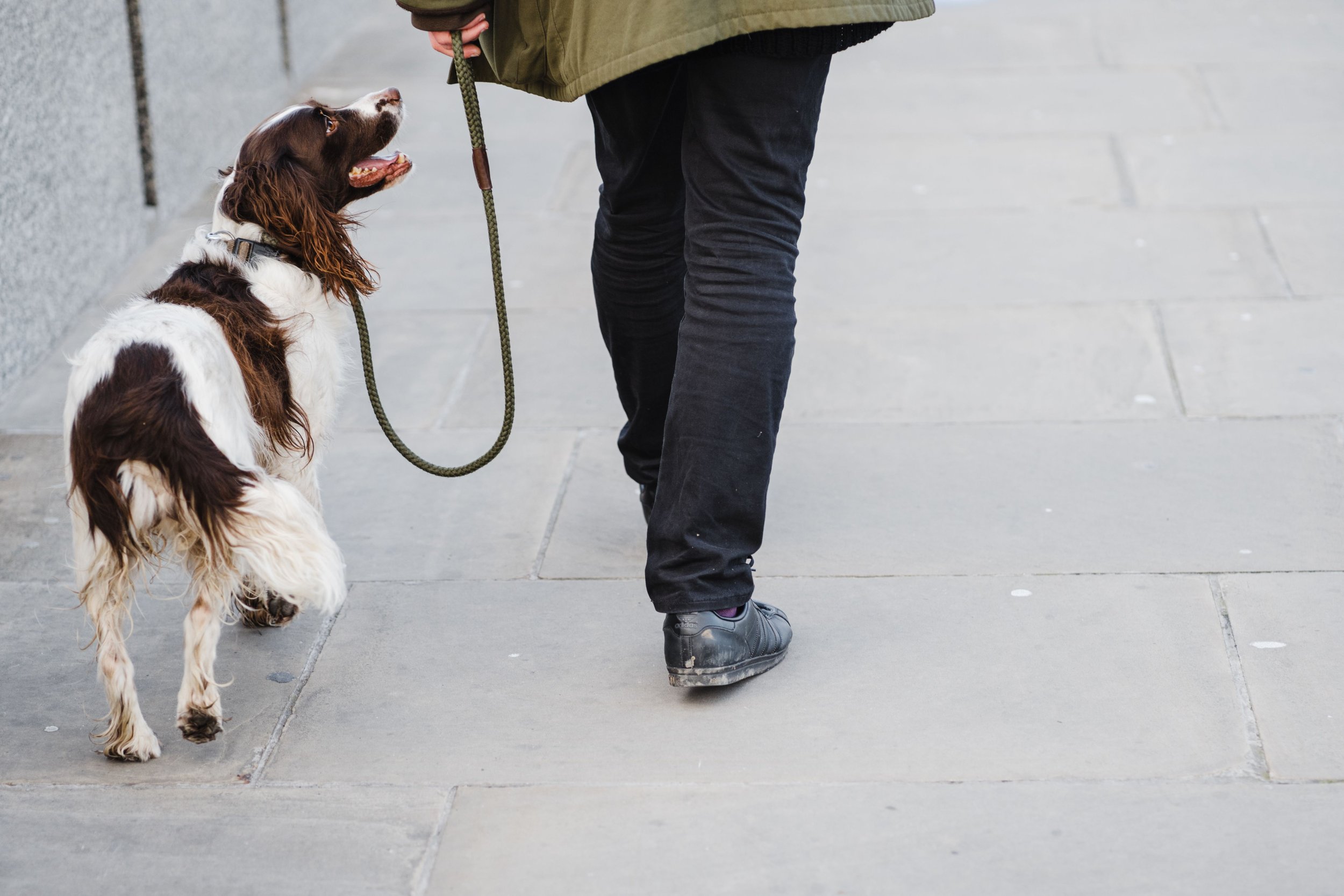 Focus and Leash Work Foundations