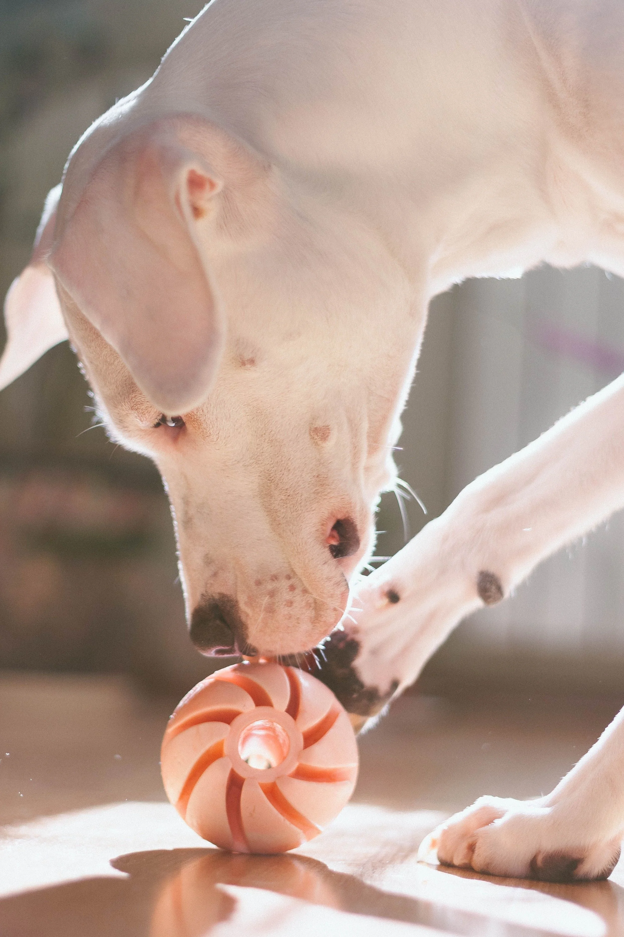 Boredom Busters: Canine Enrichment Workshop