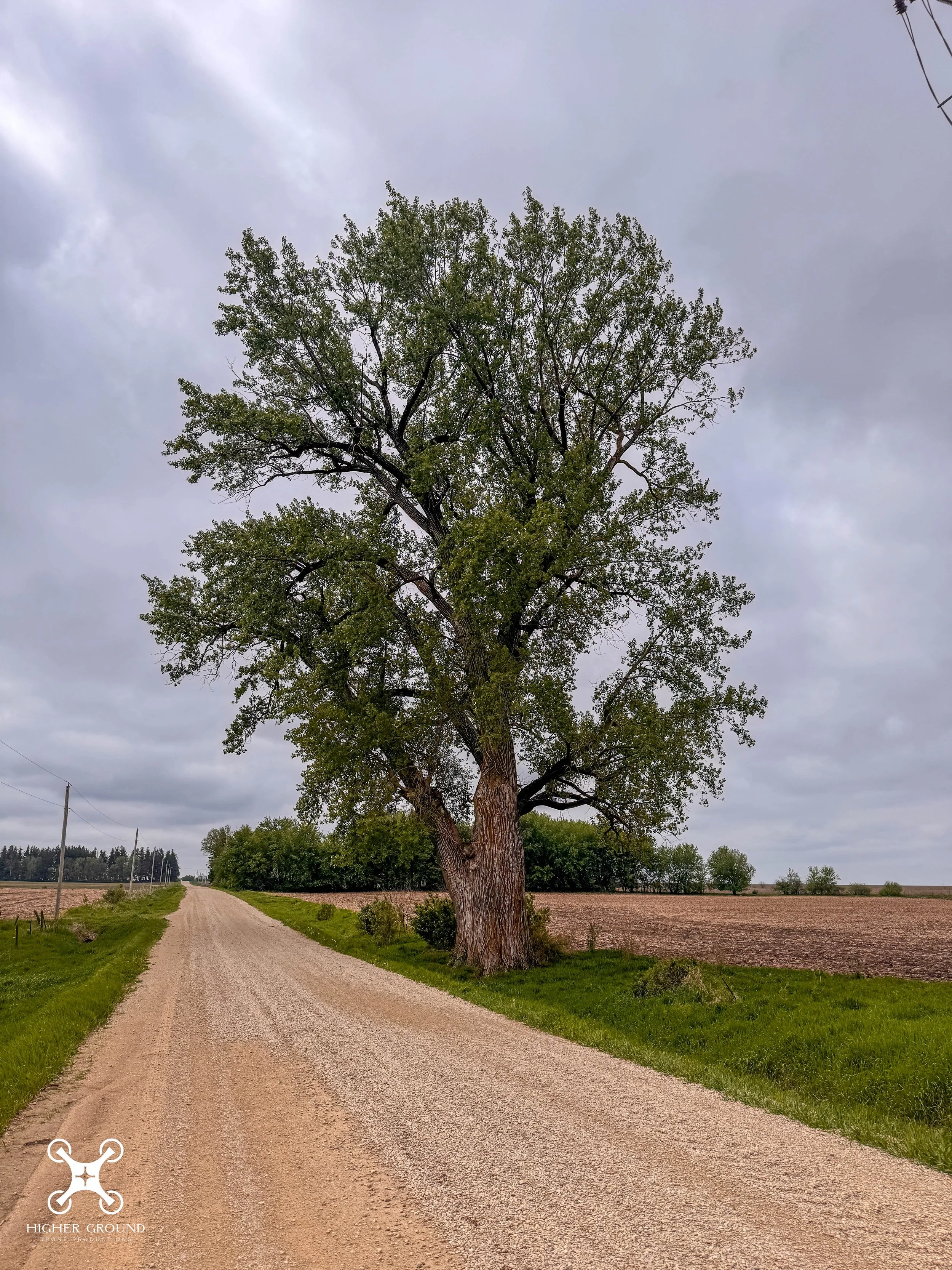 Iowa: Polulus Deltoides