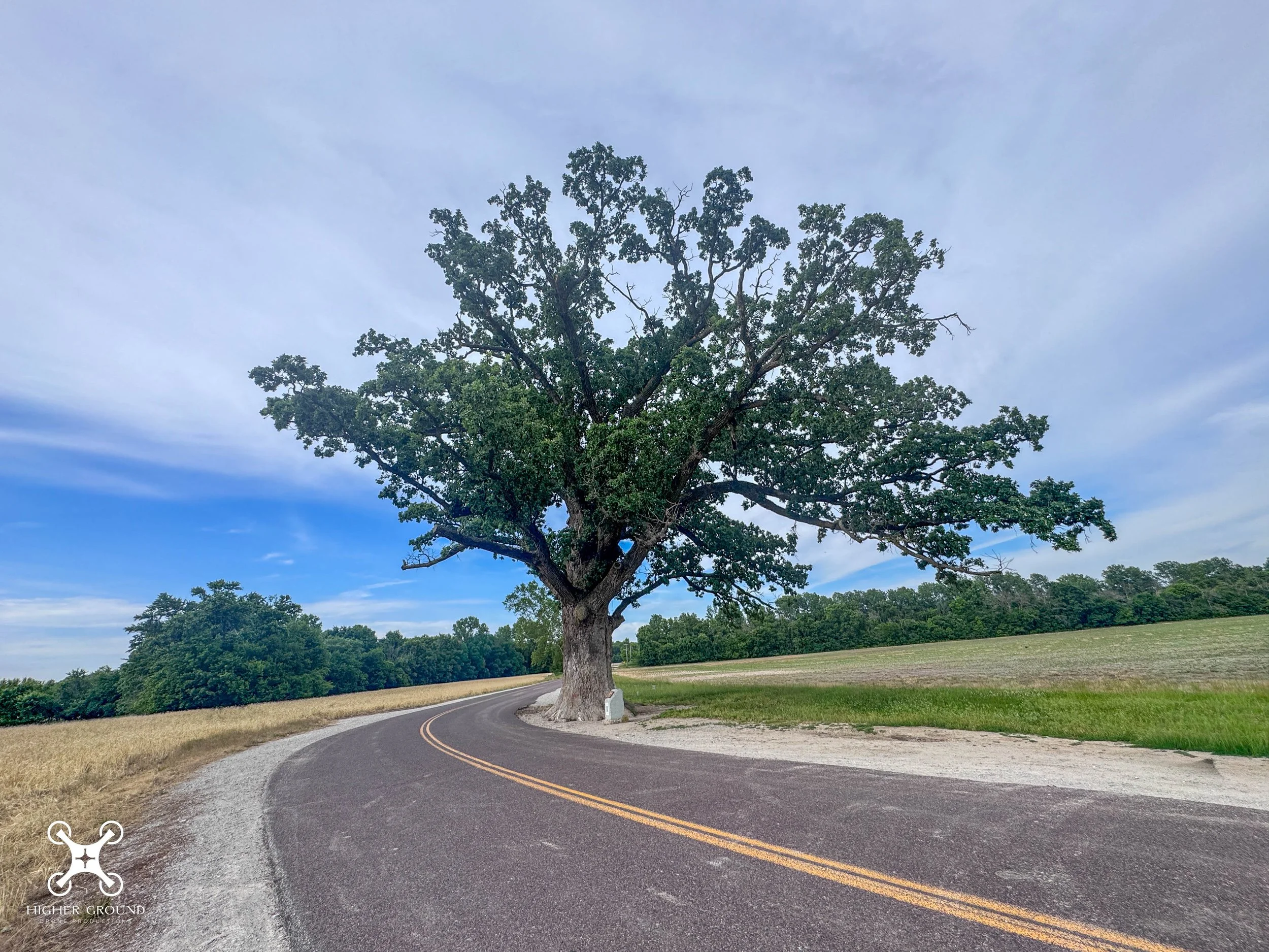 That’s a big tree!! 