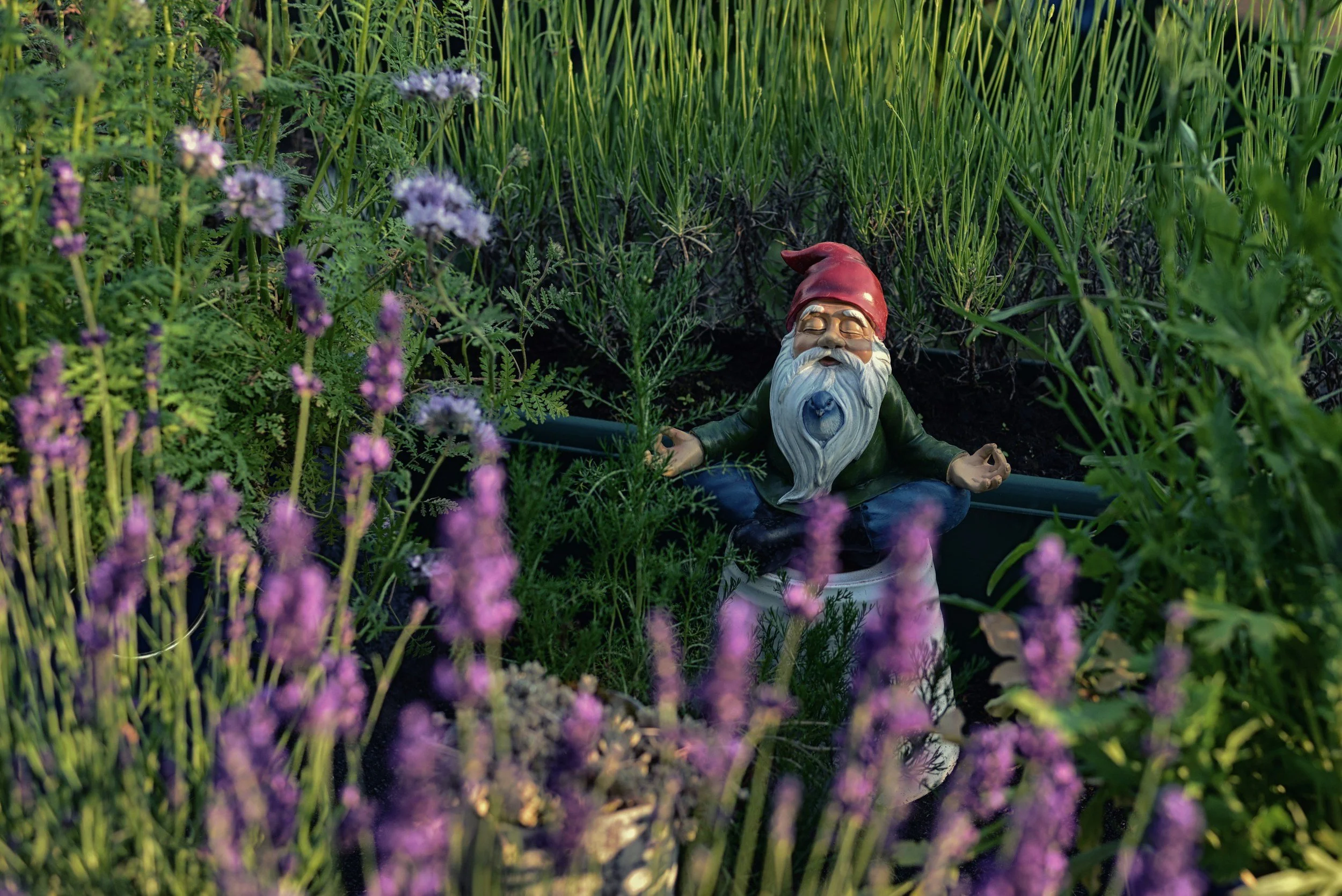 A garden gnome figurine seated in a meditation pose among lavender and tall grass.