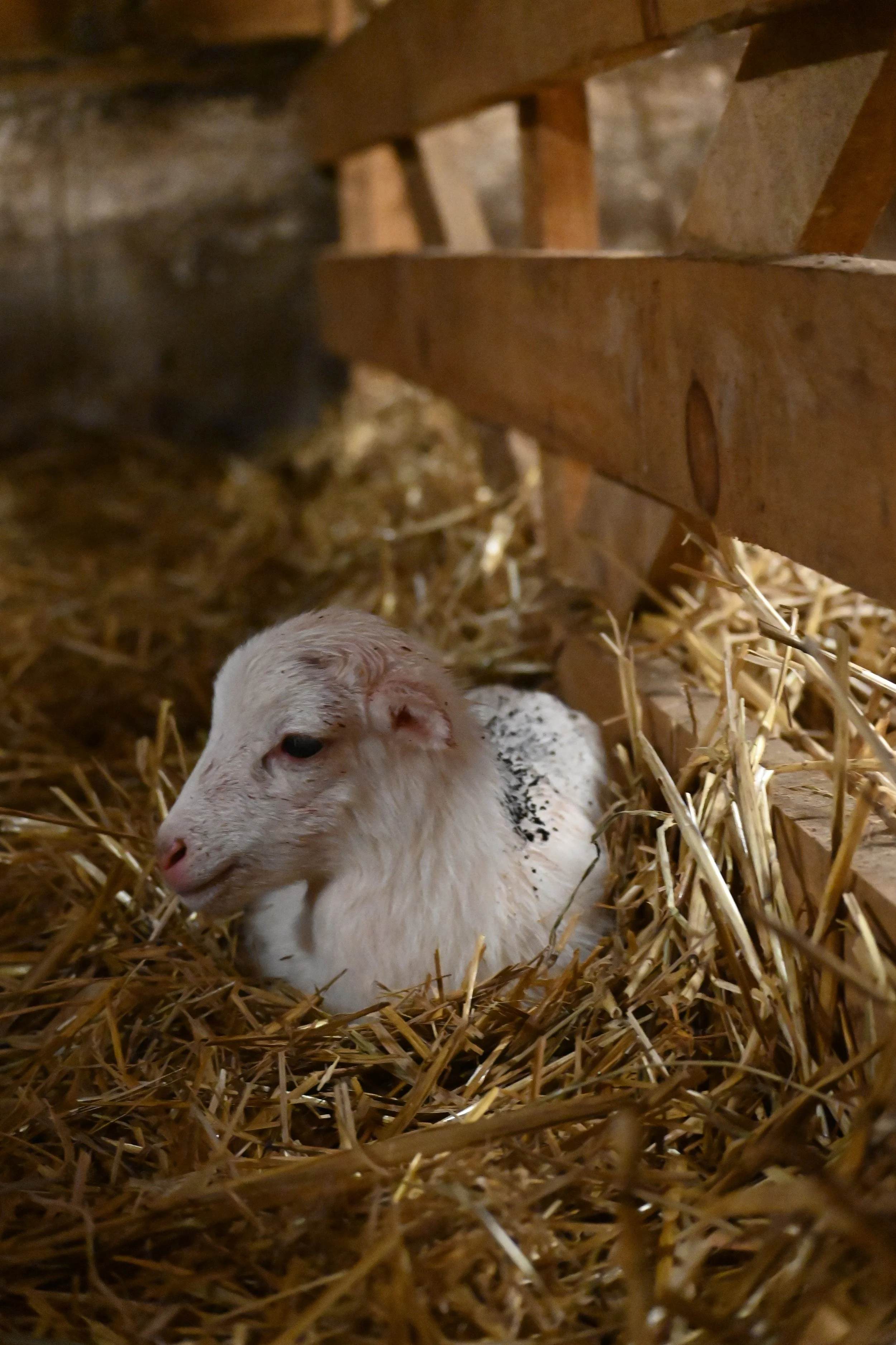 Newborn lamb, with afterbirth on her back, after getting her Animal Identification Number. 