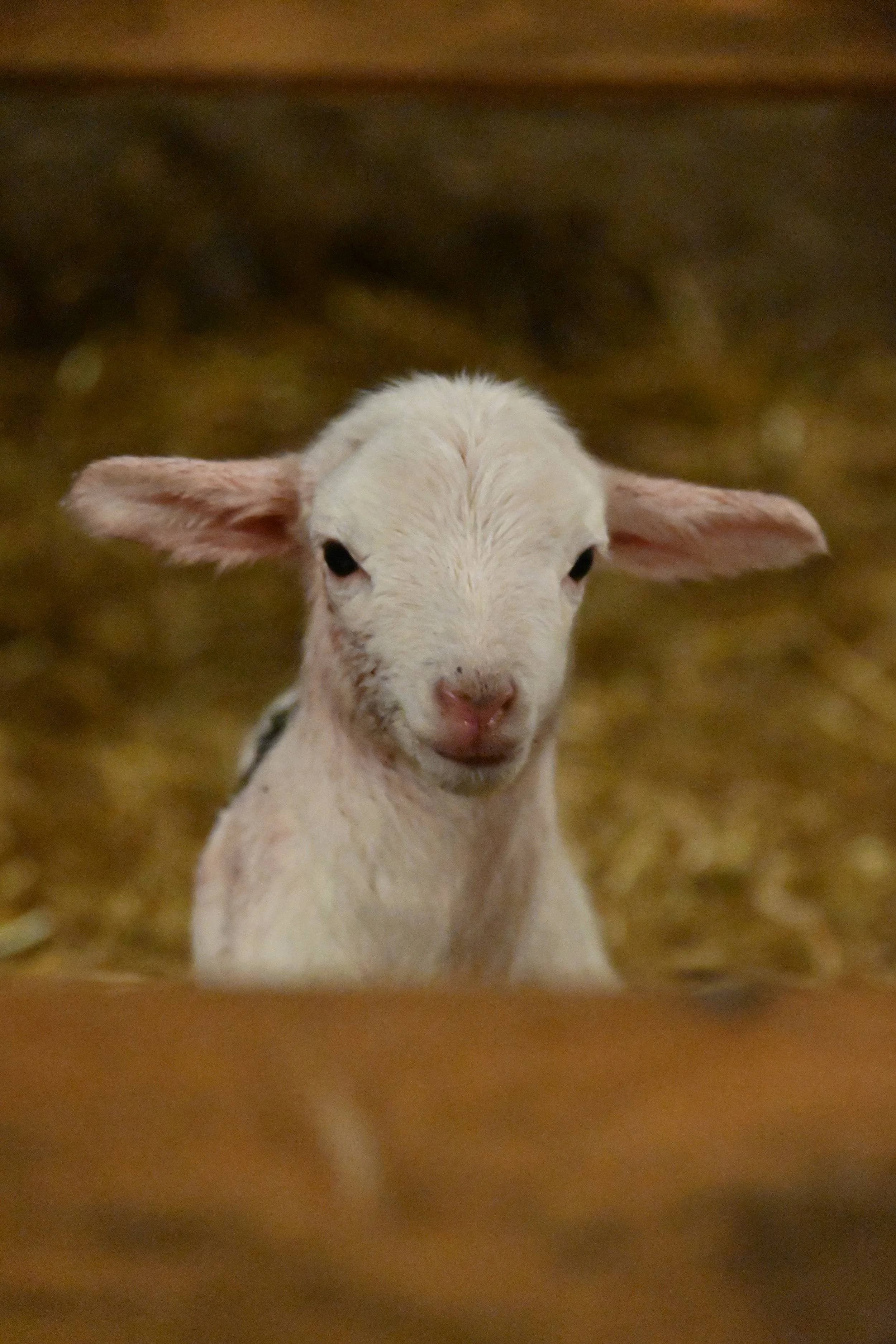  Warren Wilson College lamb, with his ears back. 