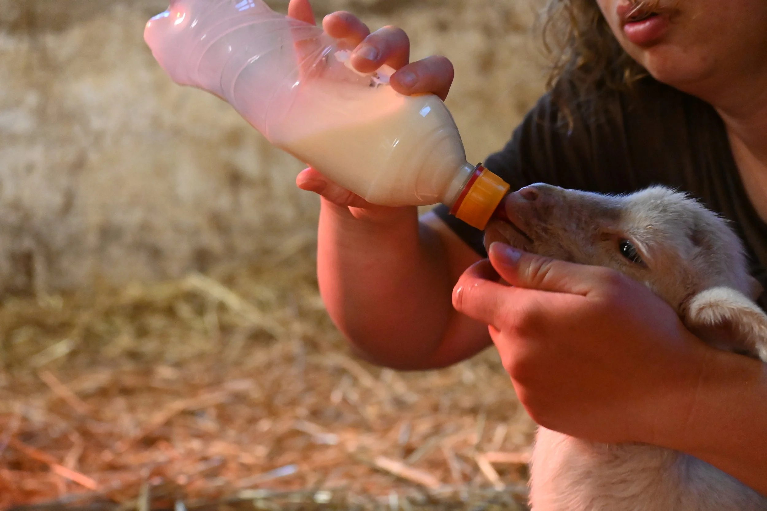  Warren Wilson College student on farm crew, bottle feeding newborn lamb. 
