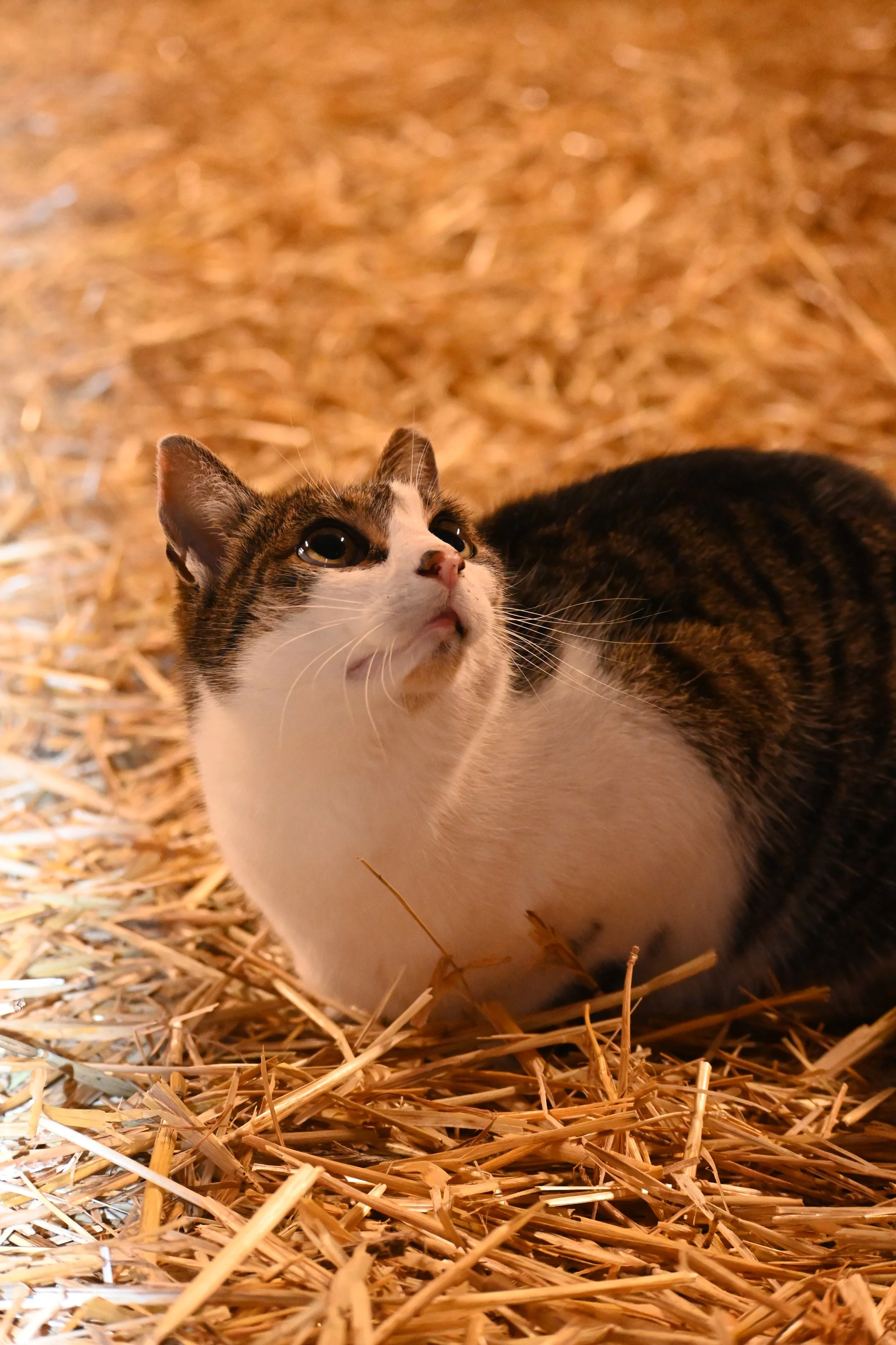  Lunchbox, the Warren Wilson farm cat. 
