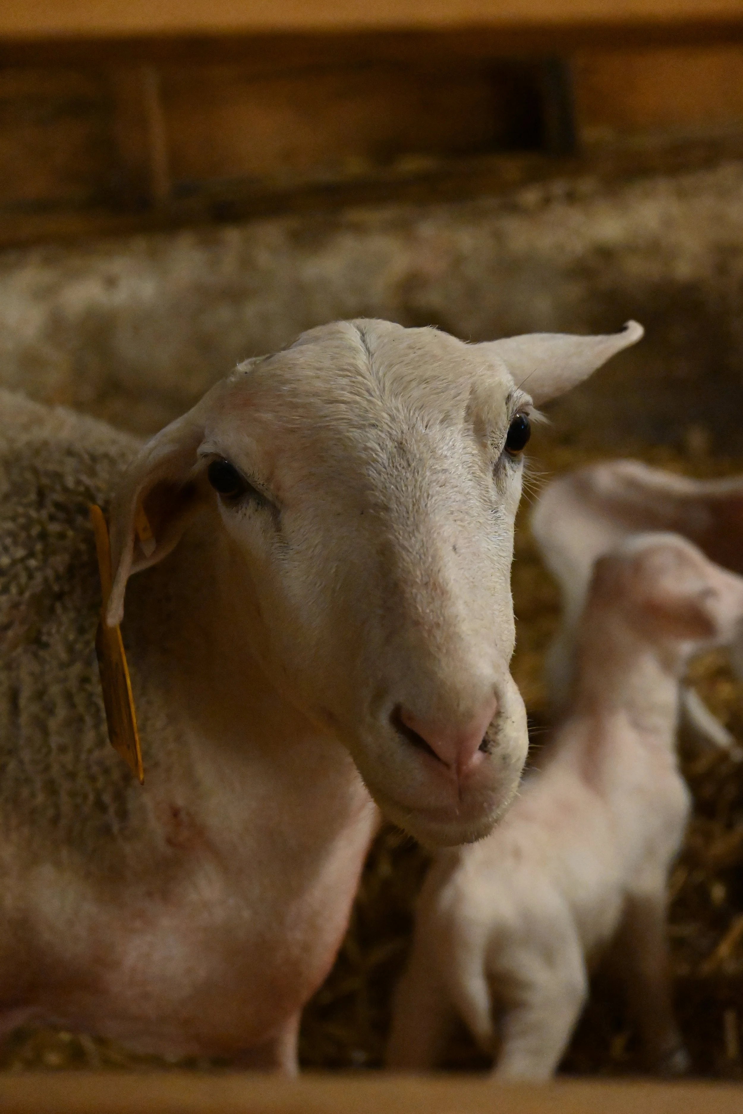  Warren Wilson College lamb in the White Barn. 