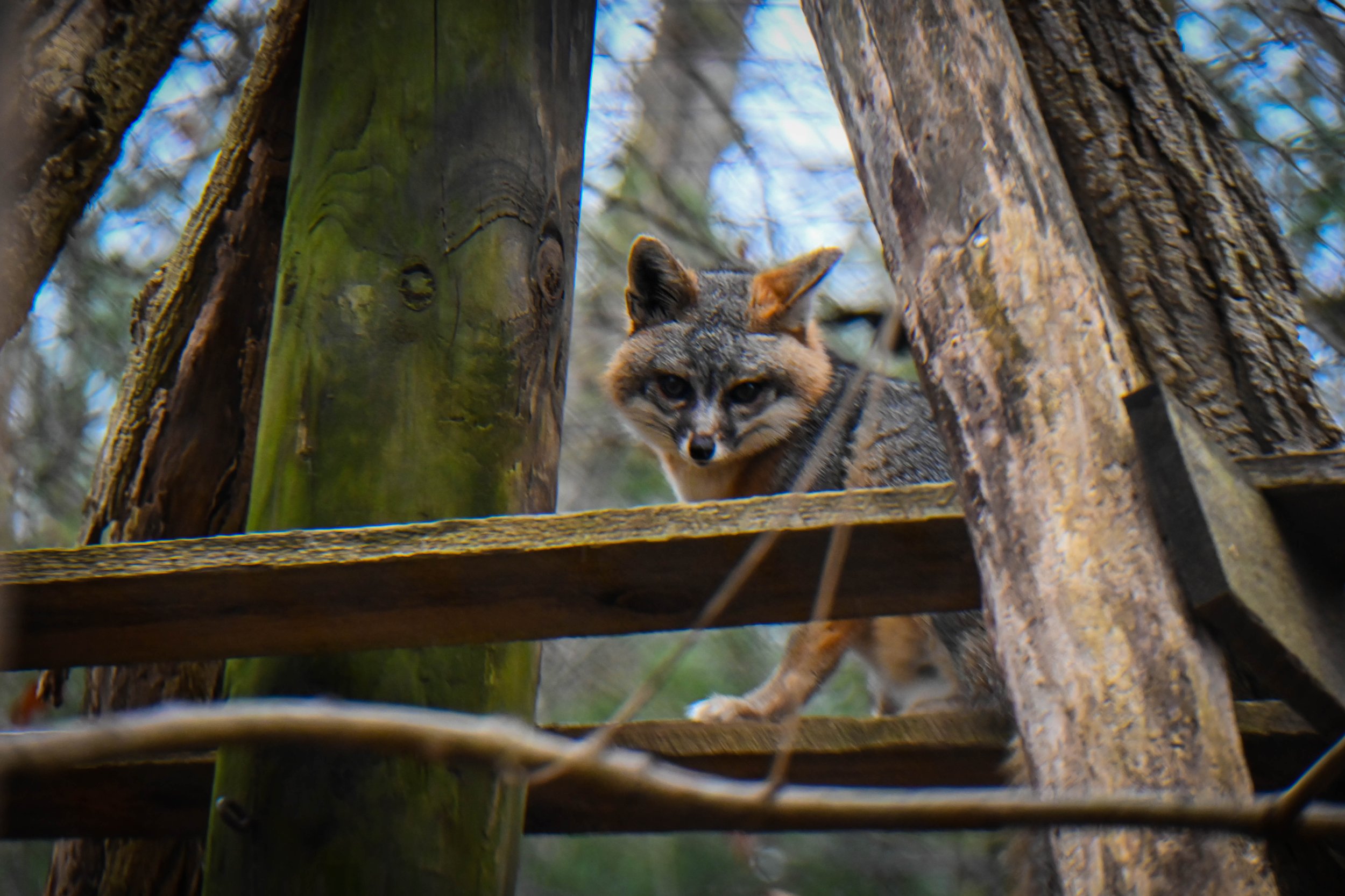  Gray Fox at Western North Carolina Nature Center. 