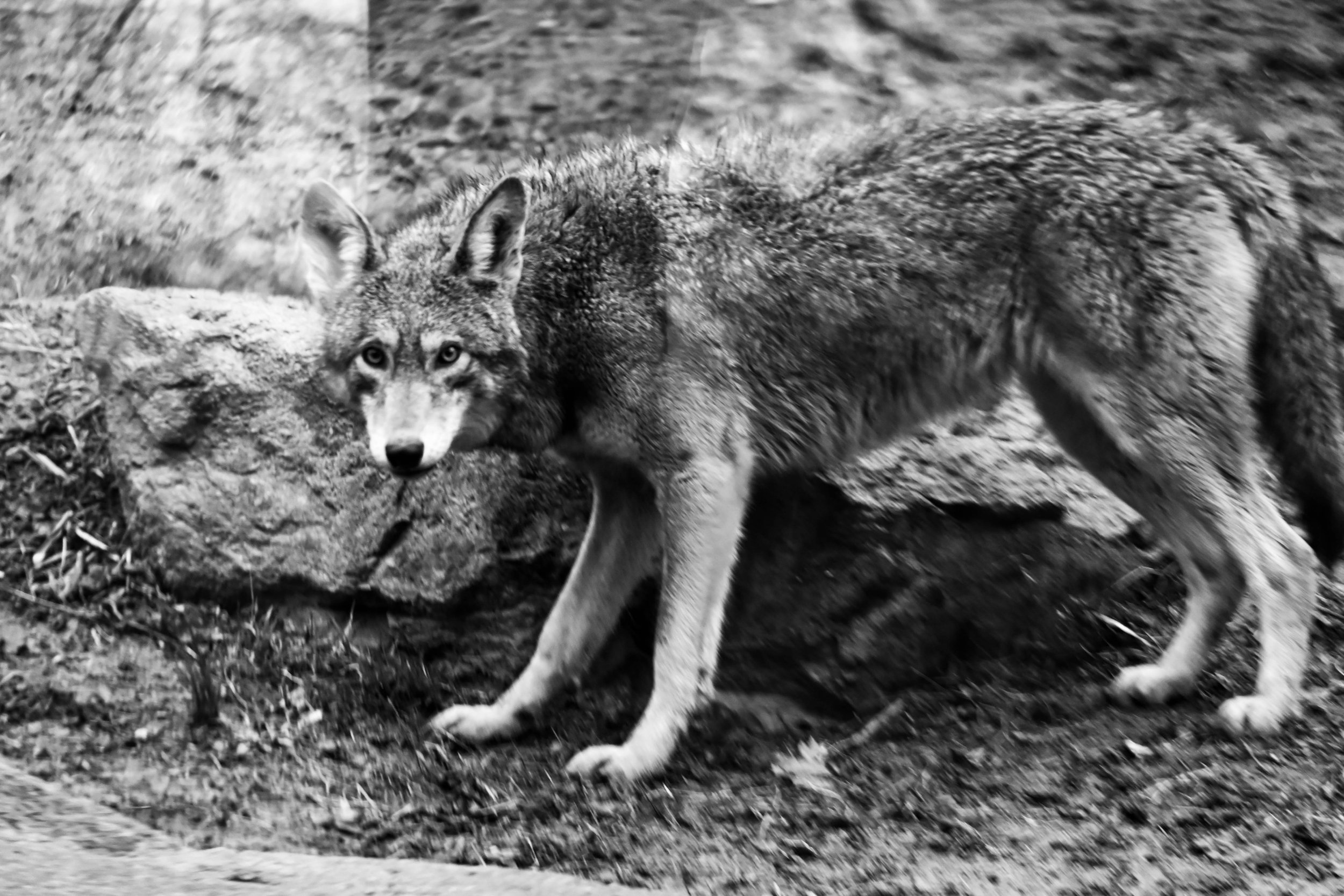  Coyote at Western North Carolina Nature Center. 