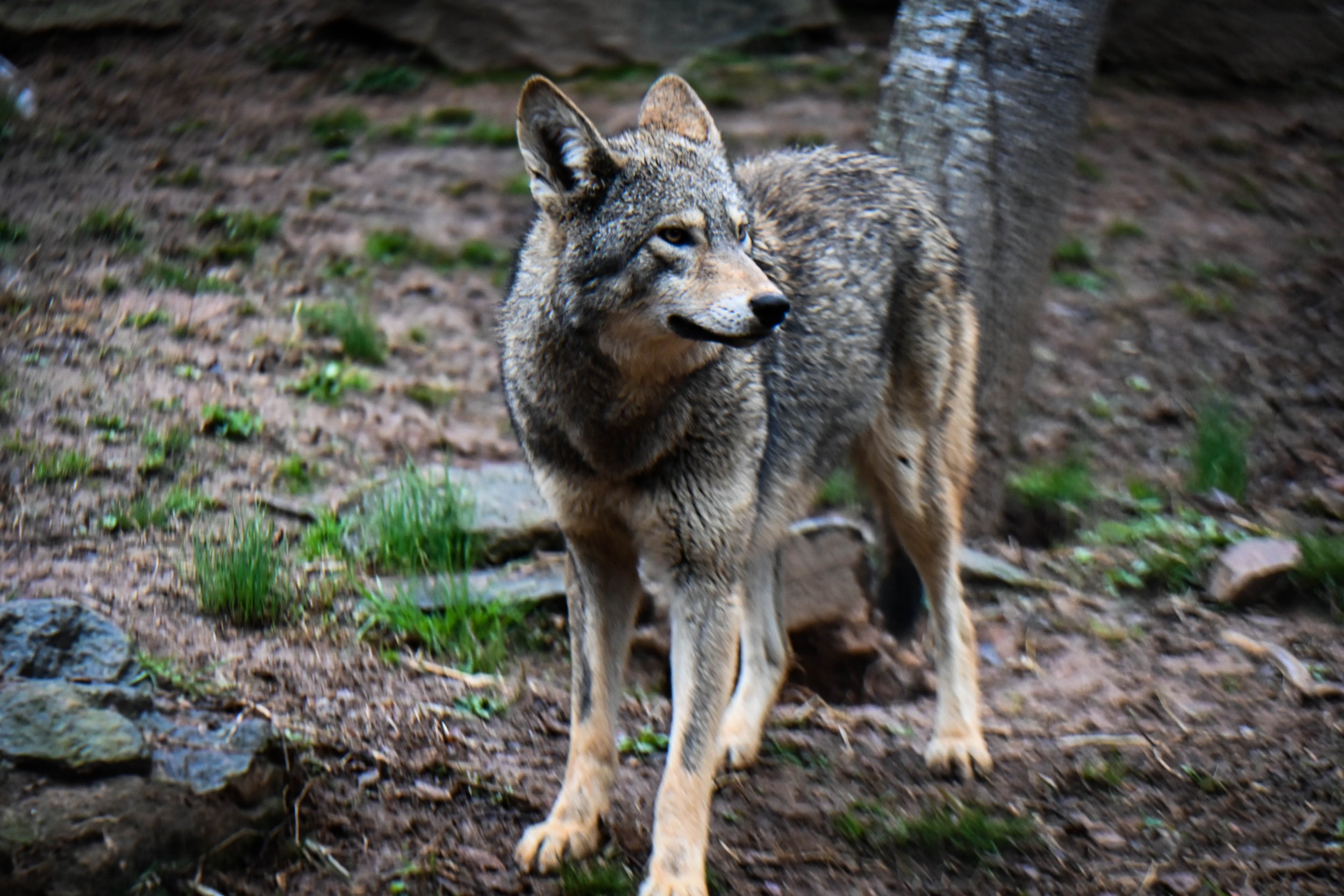  Coyote at Western North Carolina Nature Center. 