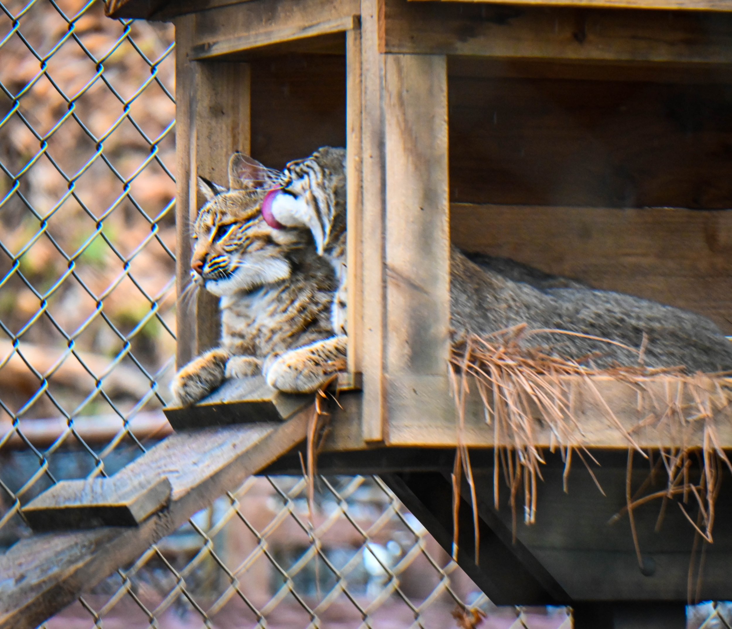  Bobcat at Western North Carolina Nature Center. 