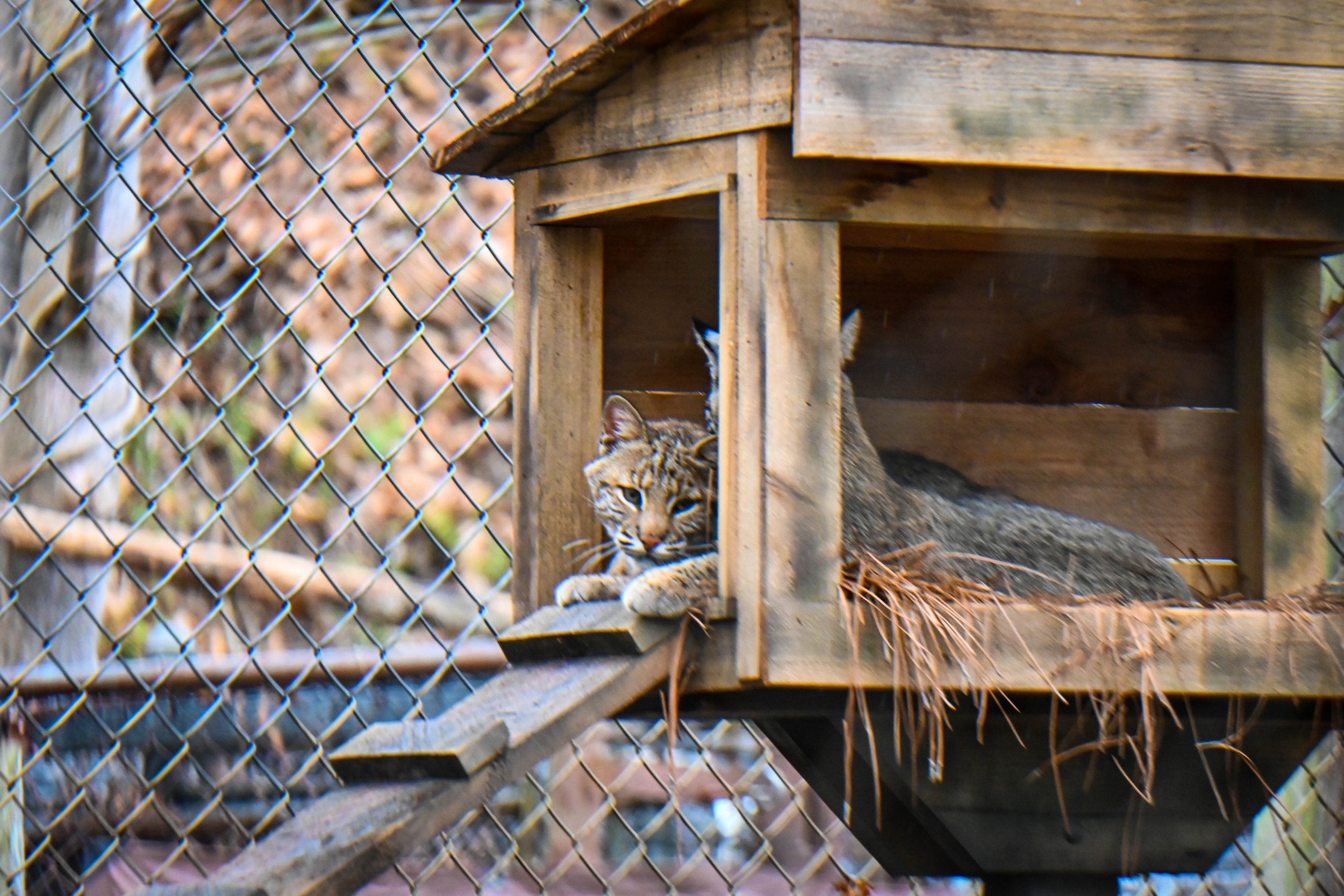  Bobcat at Western North Carolina Nature Center. 