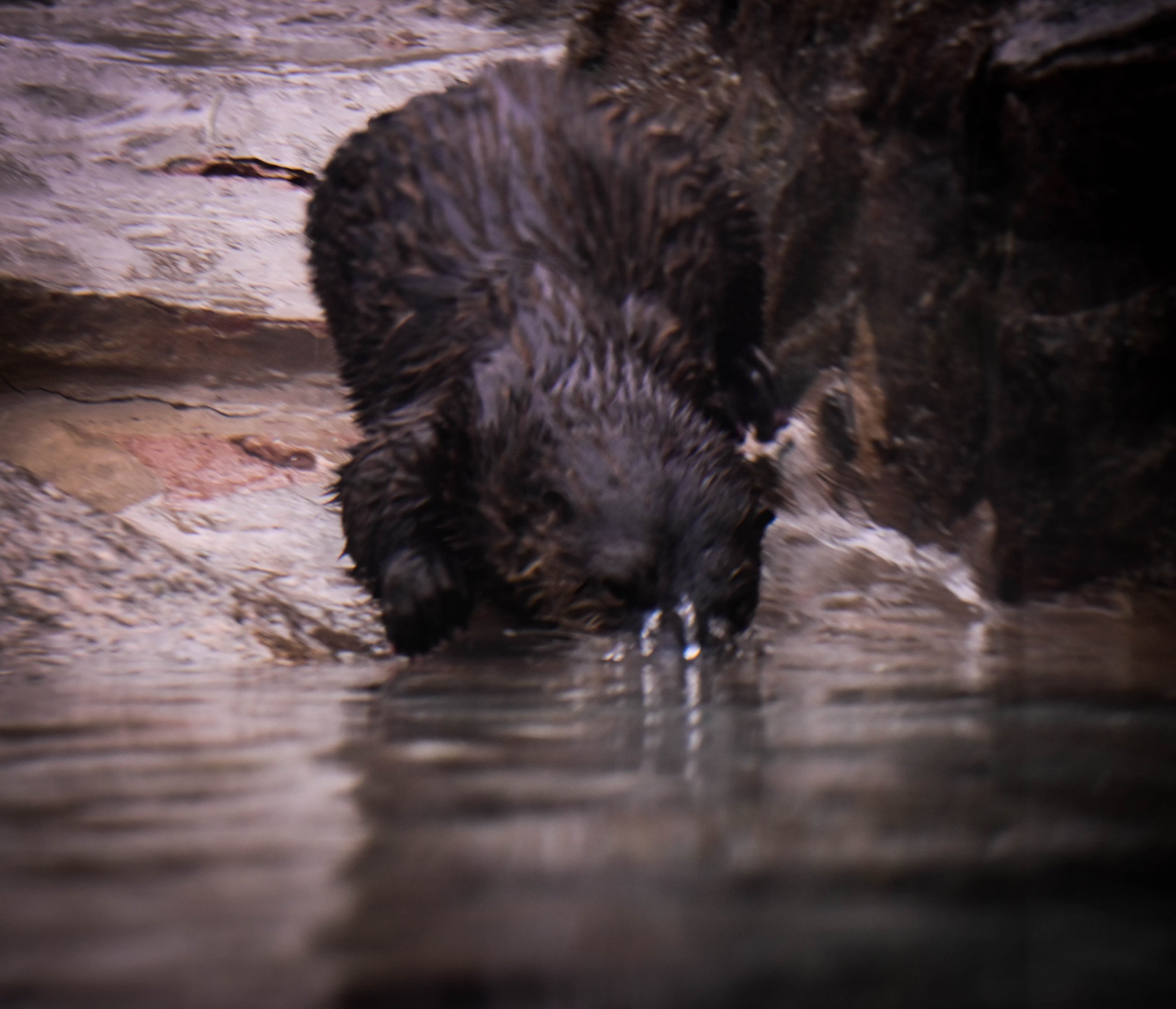 American River Otter at Western North Carolina Nature Center. 