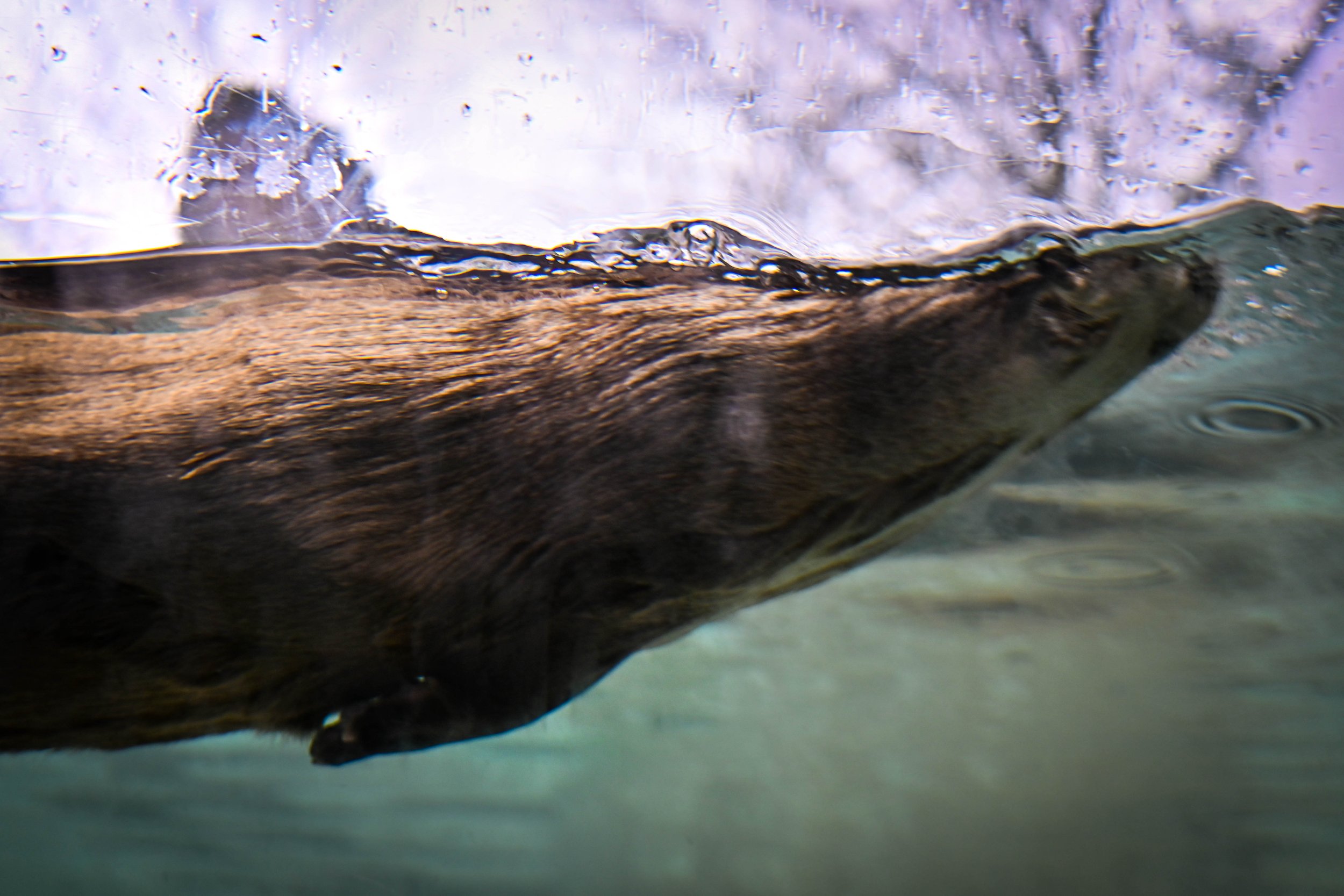  American River Otter at Western North Carolina Nature Center. 