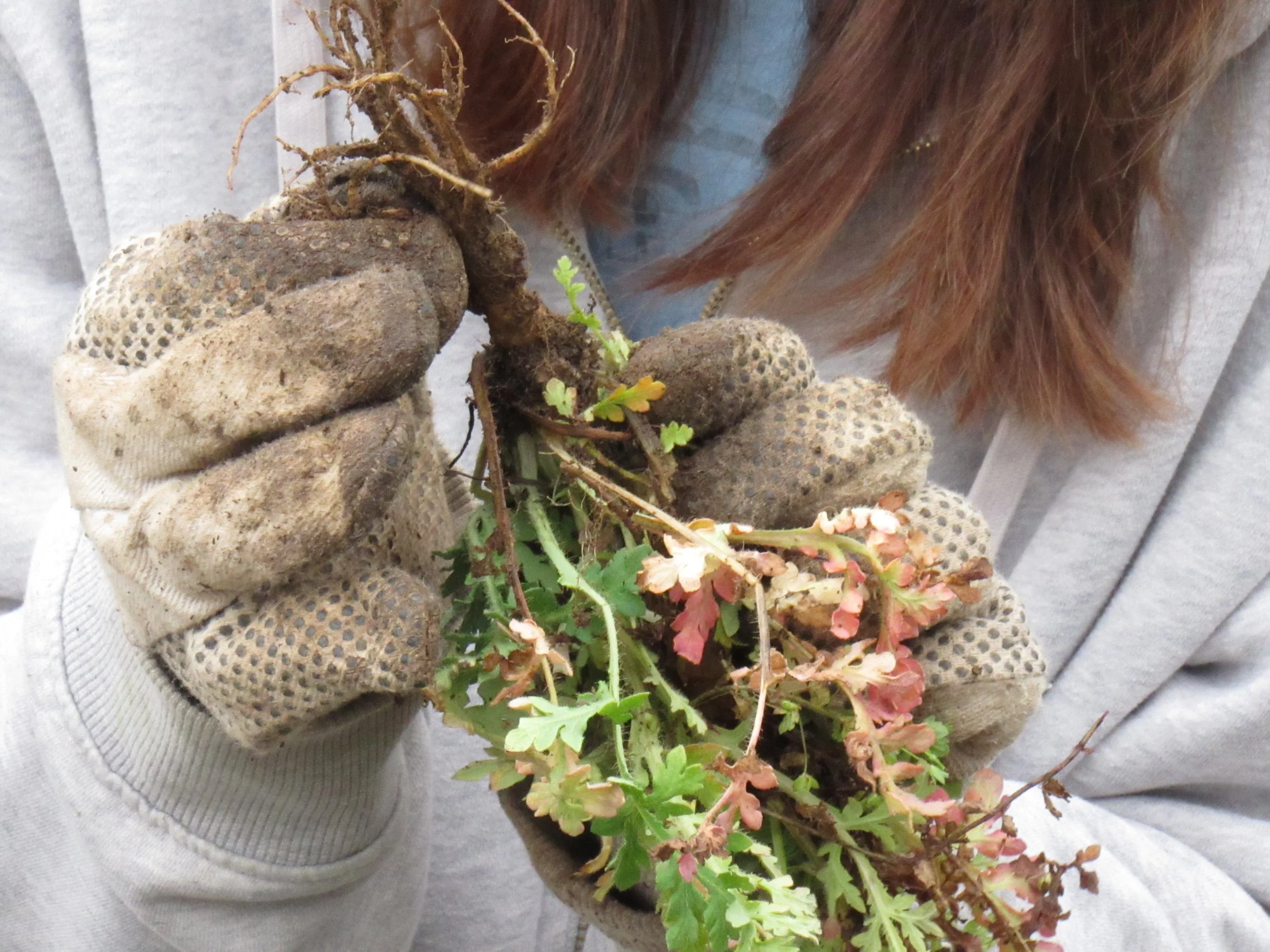  Grace Payton holds a root 