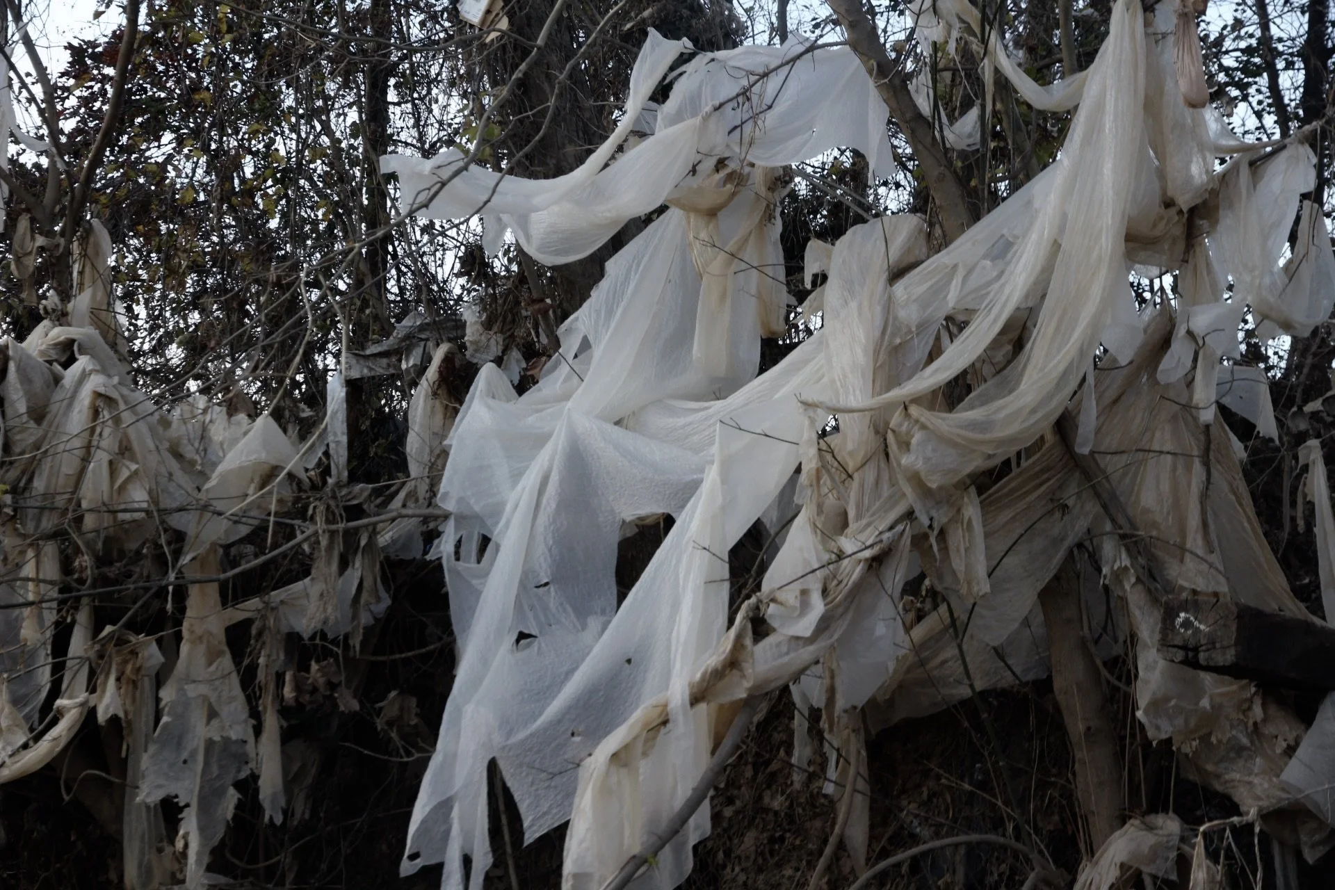  Plastic sheeting covers a tree line near the River Arts District in Asheville, N.C., on Nov. 24, 2023. (Vivian Bryan/Echo) 