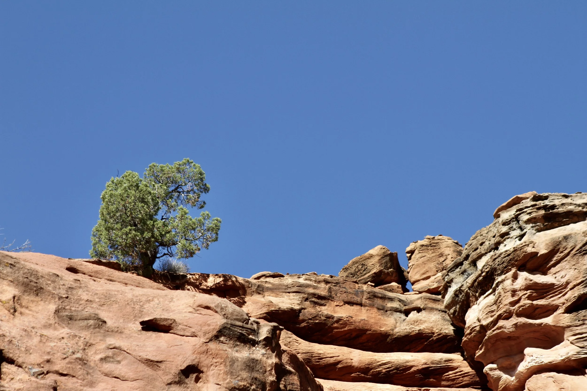  ESCALANTE, Utah — Oct. 14, 2025: A tree cascades over a red rock cliff near Escalante, Utah. (Vivian Bryan/Echo) 