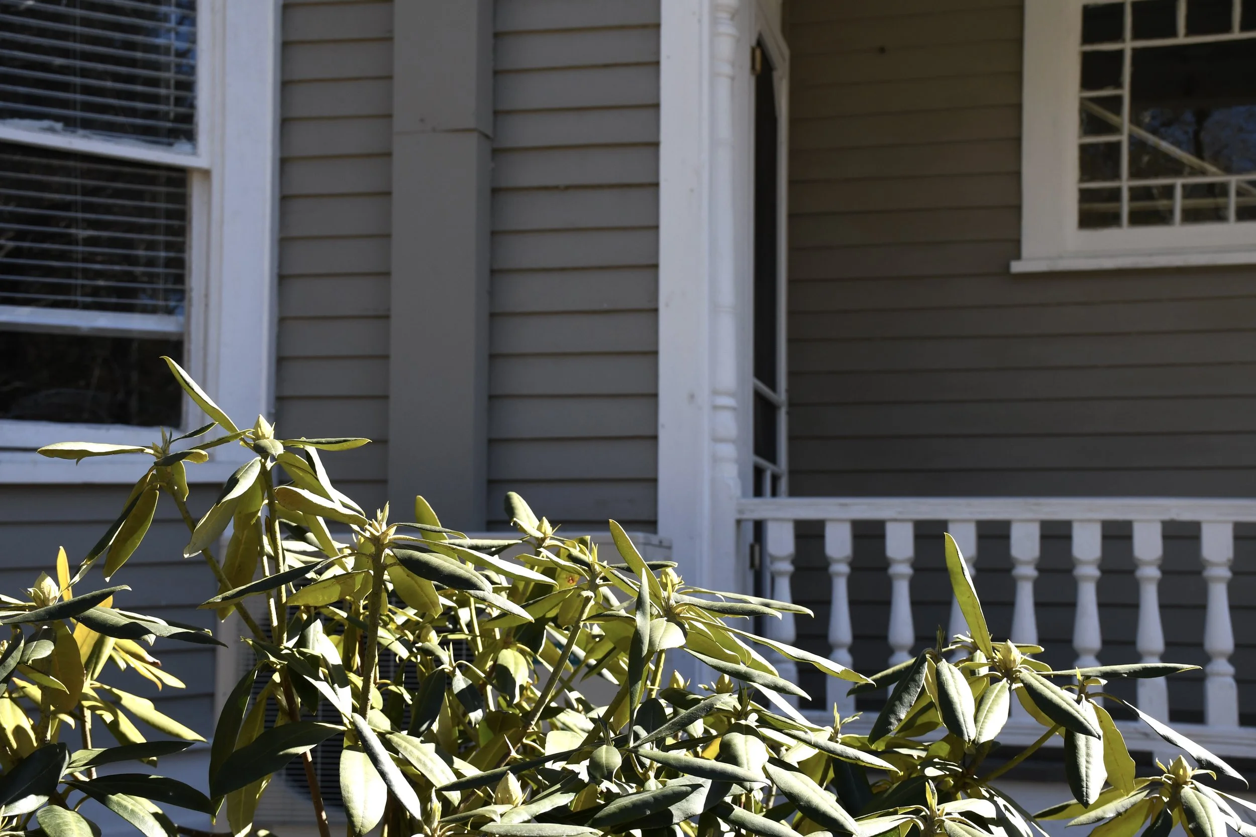  Plant beside Dodge House porch on Warren Wilson College (WWC) campus in Swannanoa, N.C., on Feb 7, 2026. (Echo News/Richmond Joyce) 