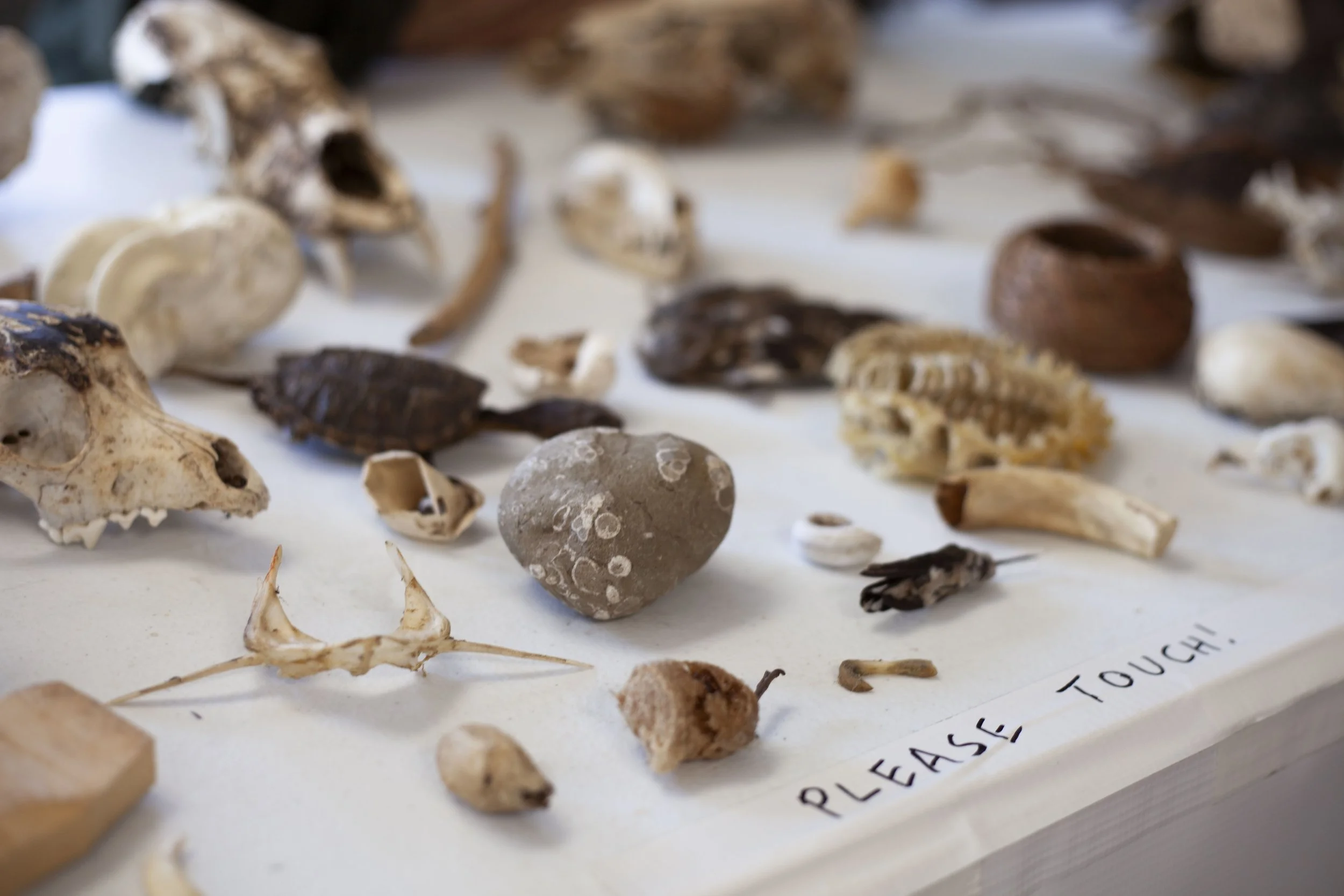  Rocks, bones and other items cover one of the employer’s tables as part of a display about environmental education at the Warren Wilson College internship fair, on Feb. 12, 2026 in Swannanoa, N.C. (Echo/Emma Taylor McCallum) 