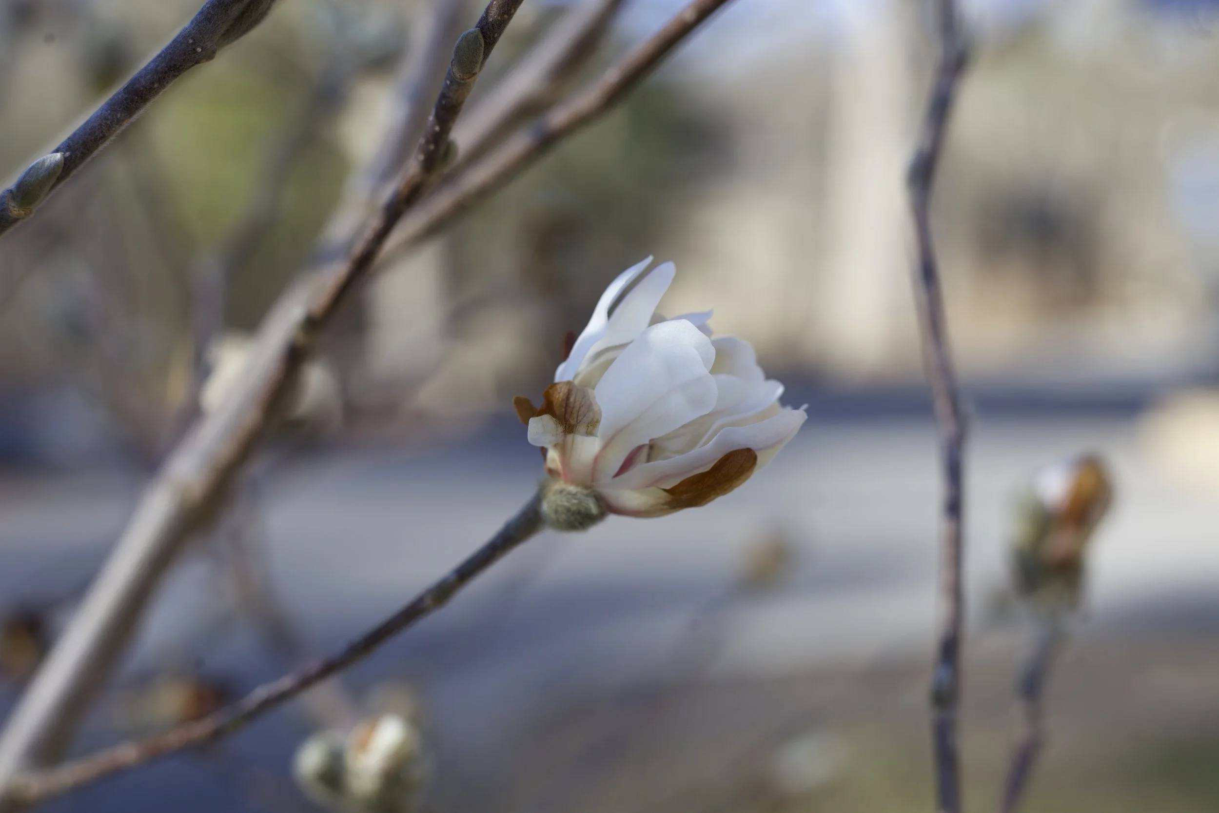  Magnolias blooming outside of a Dodge House at Warren Wilson College, on Feb 17, 2026 in Swannanoa, N.C. (Echo/Emma Taylor McCallum) 
