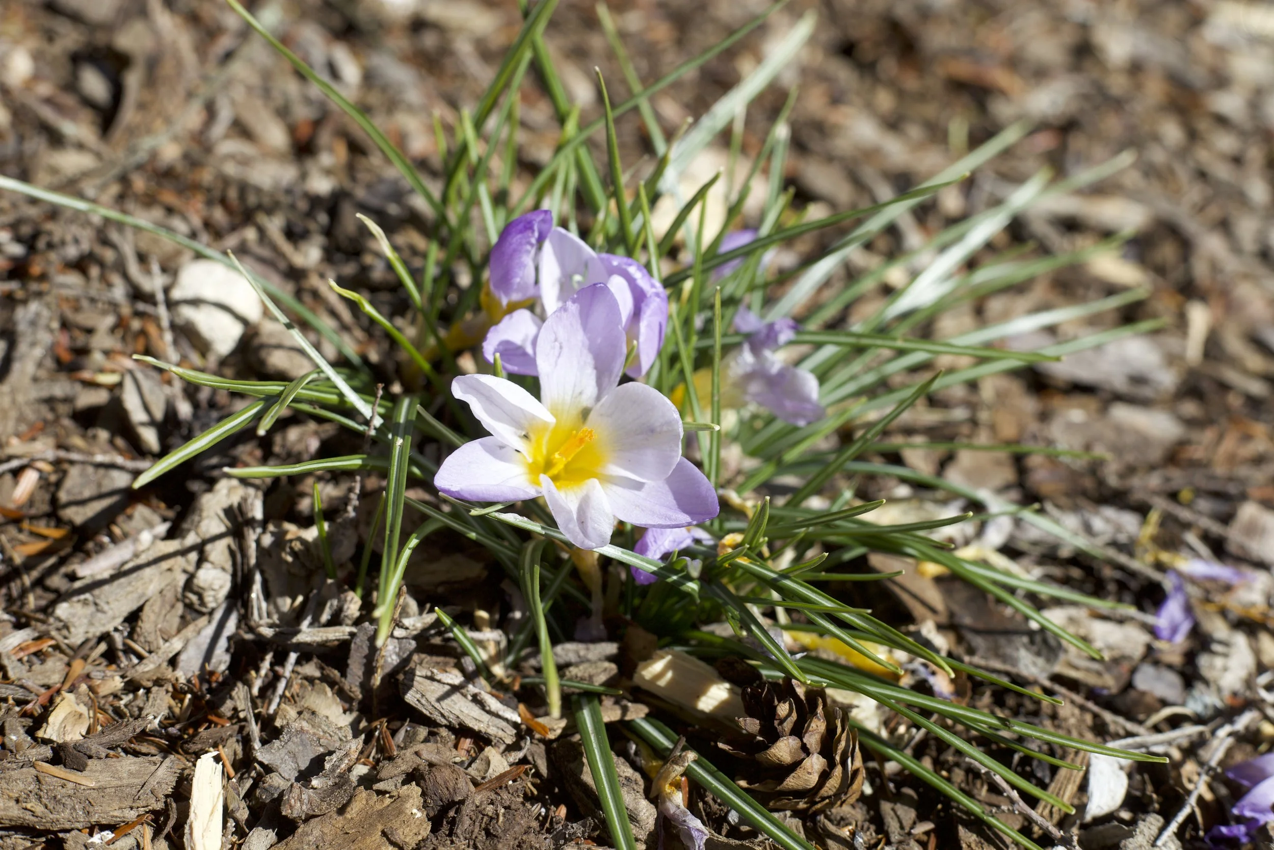  Crocuses blooming at Warren Wilson College, on Feb 17, 2026 in Swannanoa, N.C. (Echo/Emma Taylor McCallum) 