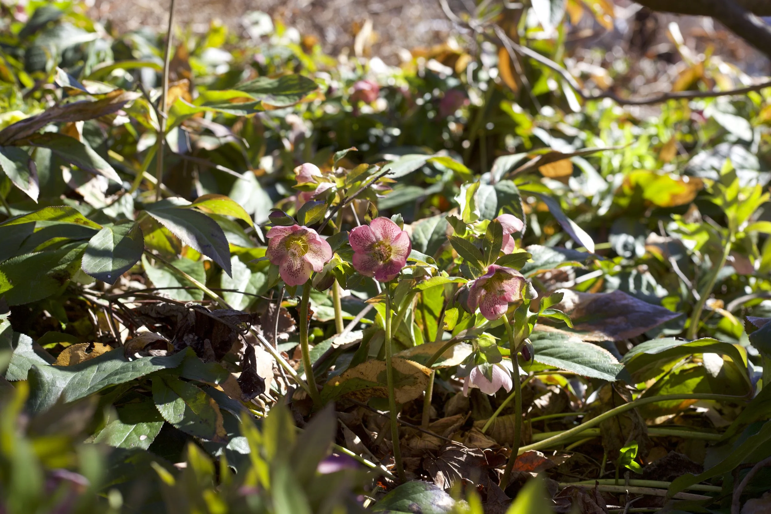  Lenten-Roses blooming at Warren Wilson College, on Feb 17, 2026 in Swannanoa, N.C. (Echo/Emma Taylor McCallum) 