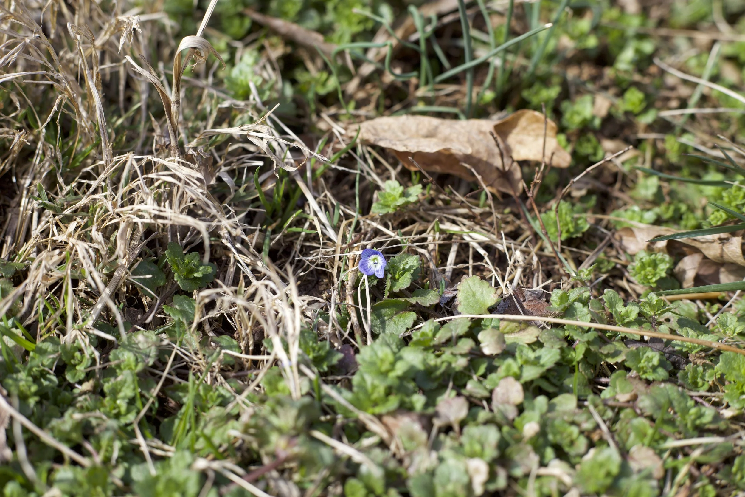  Bird’s -eye Speedwell at Warren Wilson College, on Feb 24, 2026 in Swannanoa, N.C. (Echo/Emma Taylor McCallum) 