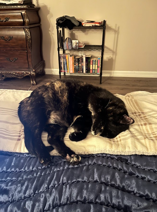 Screenshot 2026-03-03 4.10.31 PM.png