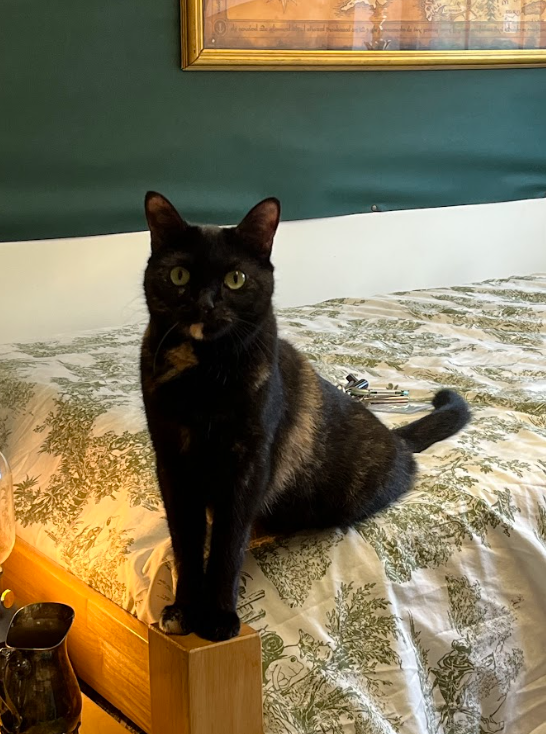  Photo of Morgana posing on bed in Sunderland in Swannanoa, N.C. (Aviles). 