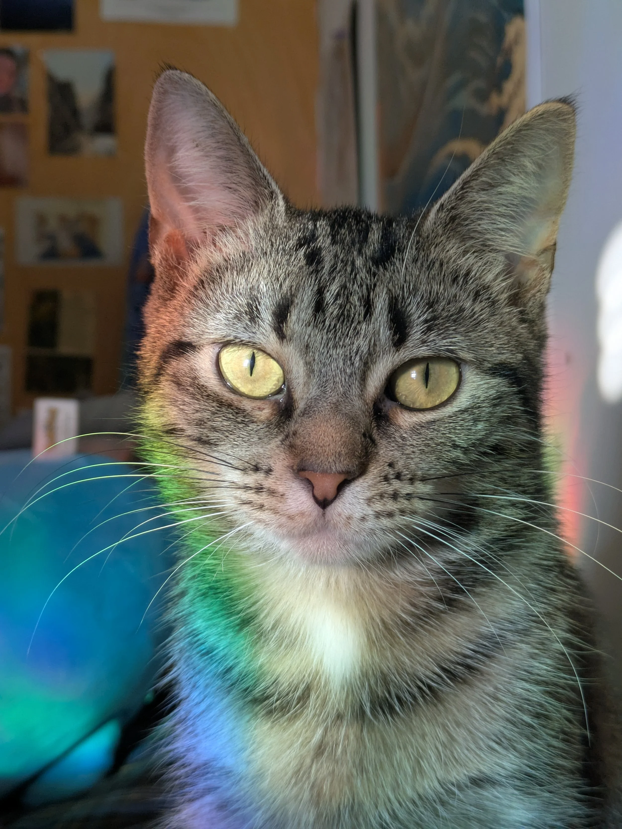  Ziggy poses for the camera. (Over) 