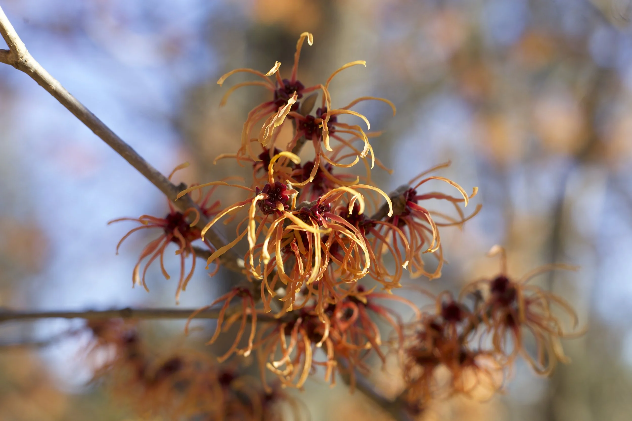 Spring ‘26 Botanical Review