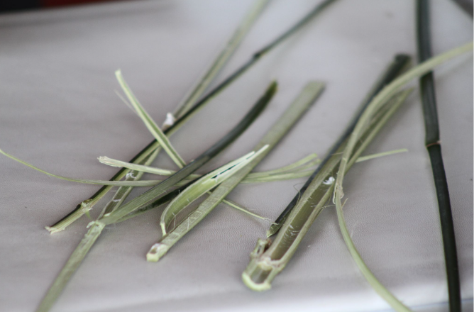  River cane splints before processing sit on a table at the Garden Cabin at Warren Wilson College in Swannanoa, N.C., on March 25. (Vivian Bryan/Echo) 