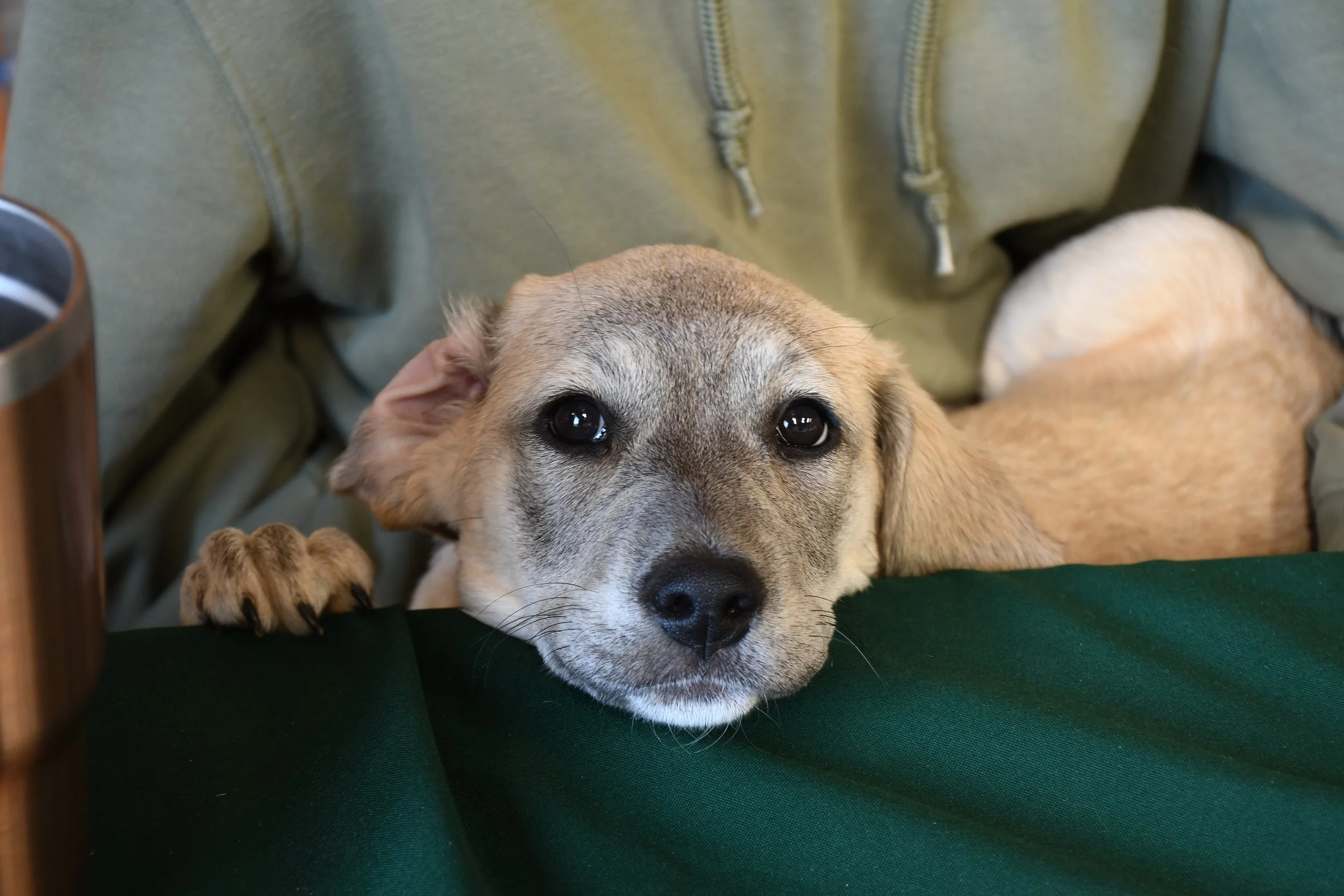  Daisy poses for a picture at Warren Wilson College in Swannanoa, N.C. (Echo/Richmond Joyce) 