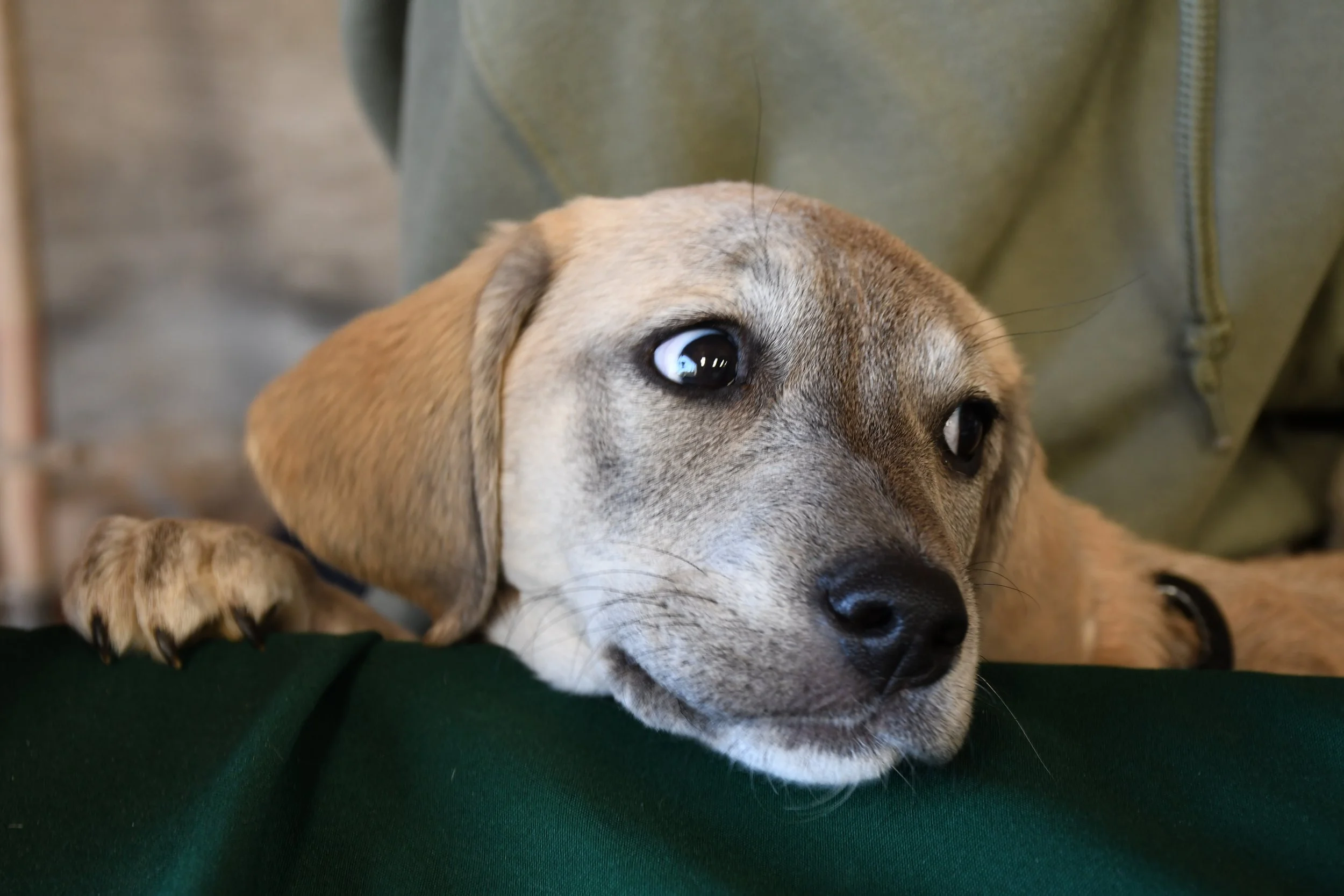 Wilson Critters Weekly 4/14 