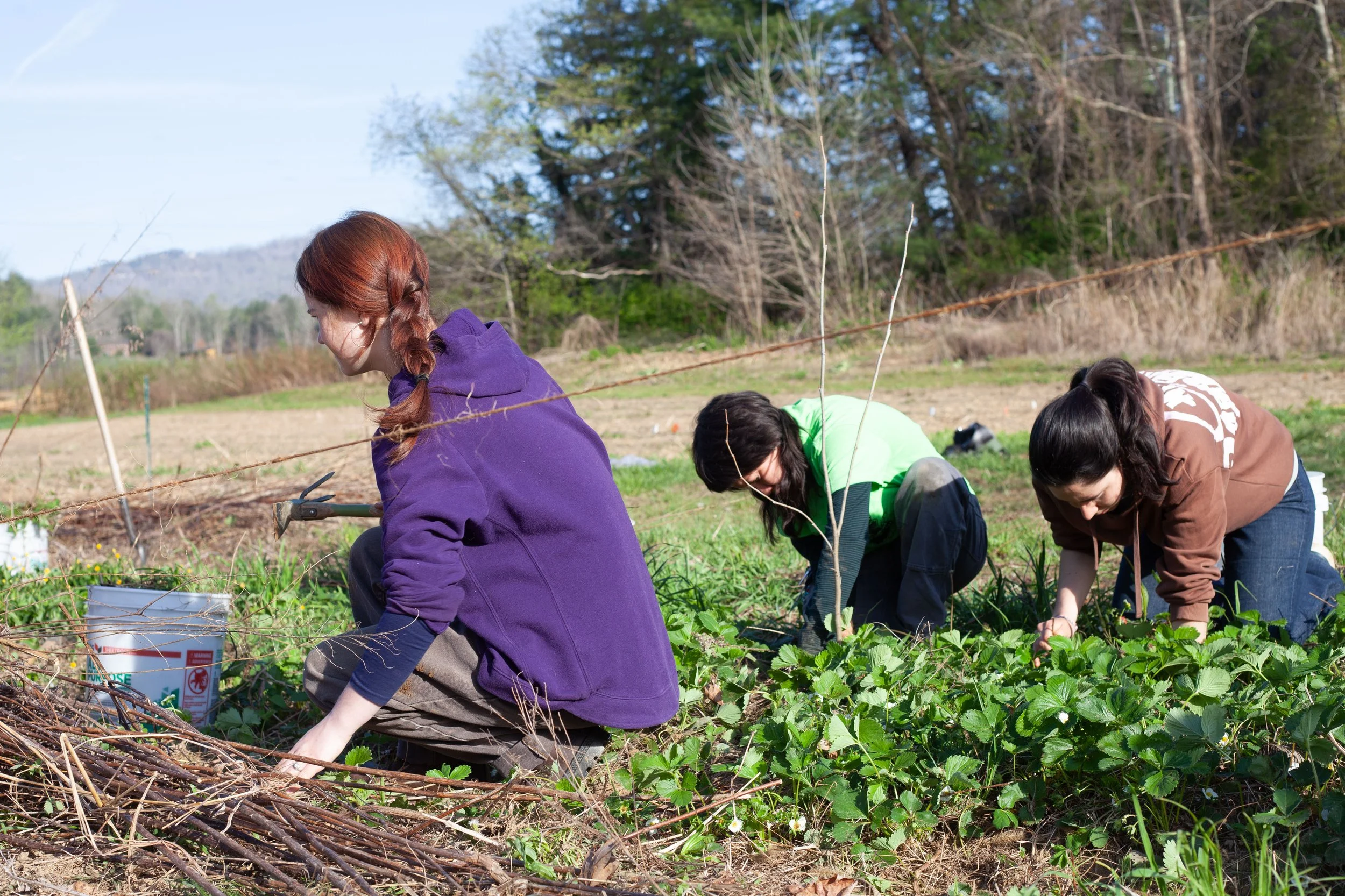 Students work to clean up outdoor spaces at Warren Wilson College (WWC) on Thursday, April 9, in Swannanoa, N.C. (Echo/Emma Taylor McCallum)