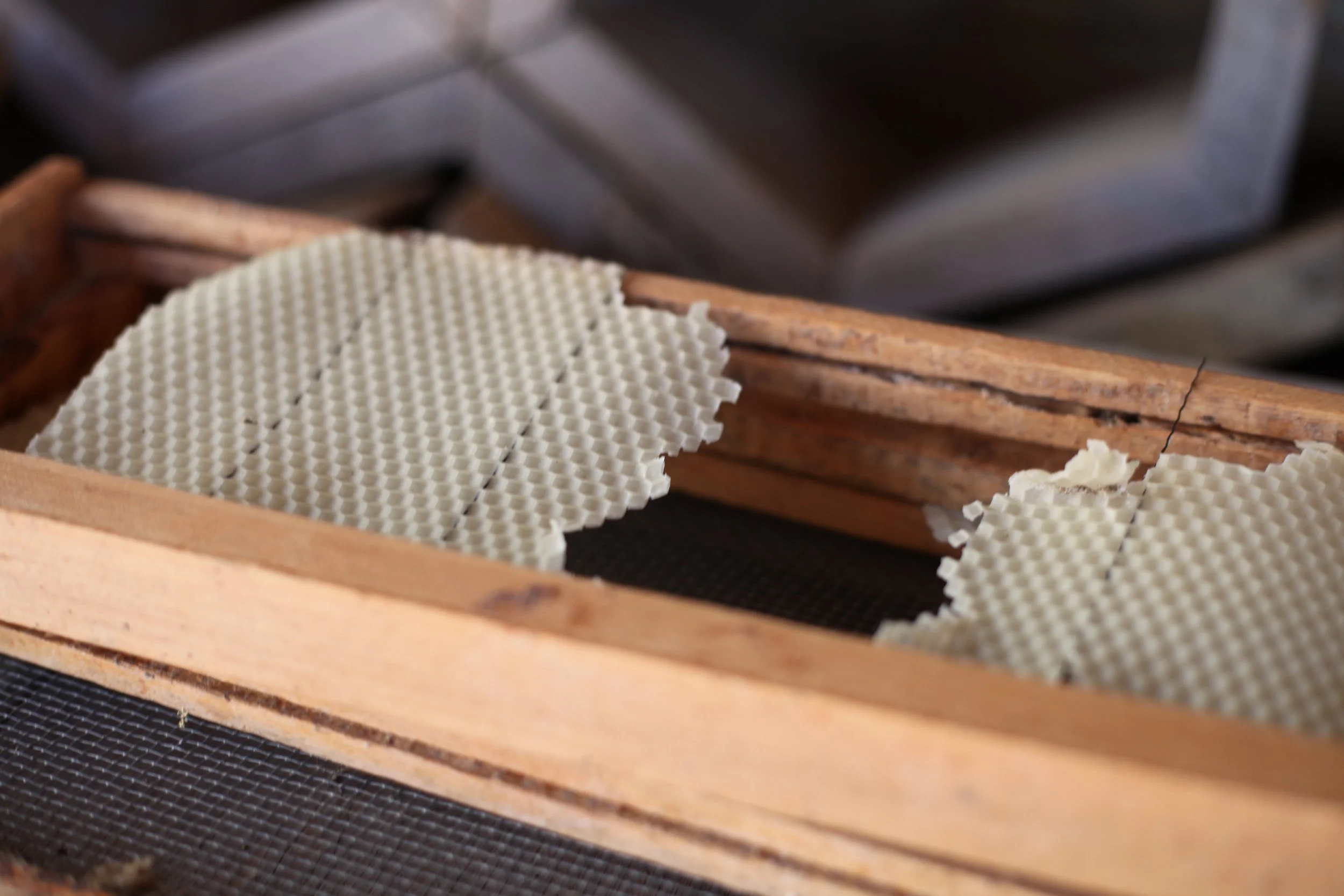  &nbsp;Honeycomb from Warren Wilson College campus bees on Feb 16, 2026 in Swannanoa, N.C. (Echo/Emma Taylor McCallum) 