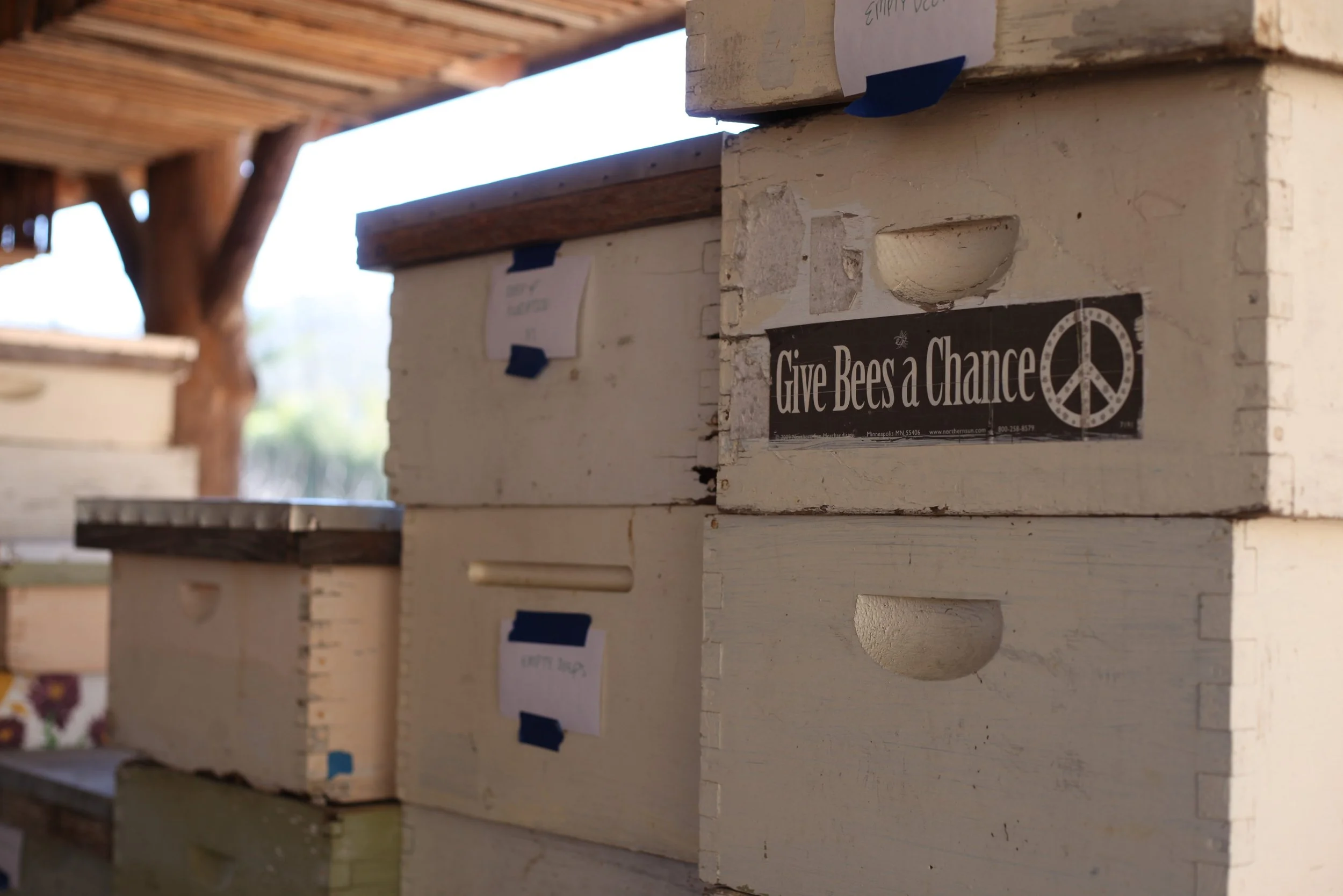 Warren Wilson Takes First Steps to Regain “Bee Campus” Certification