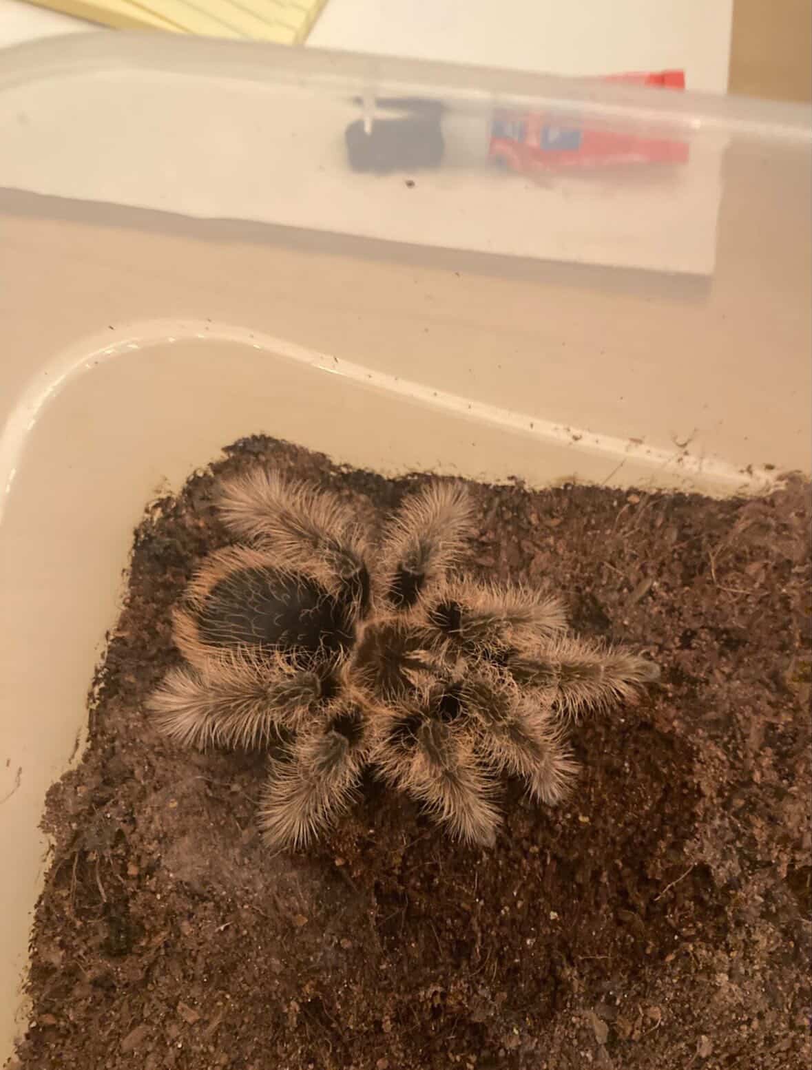 Wilson Critters Weekly 4/28