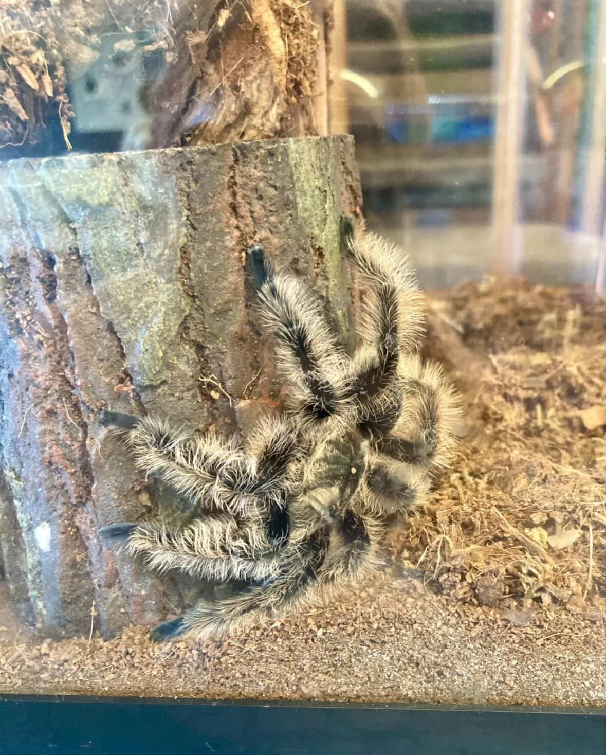 Maud and Marfil hanging out in their enclosures (Salem Plourde)