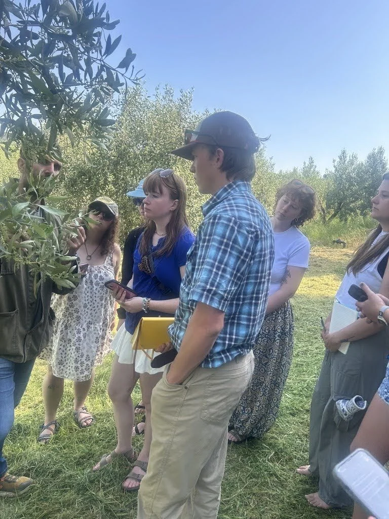  Carlo Hamacher (center) and other students gather around an olive tree leaving about regenerative growing techniques and effects of climate change on May 16, 2026 ‎⁨Nea Plagia⁩, ⁨Central Macedonia⁩, ⁨Greece⁩ (courtesy Alisa Hove) 