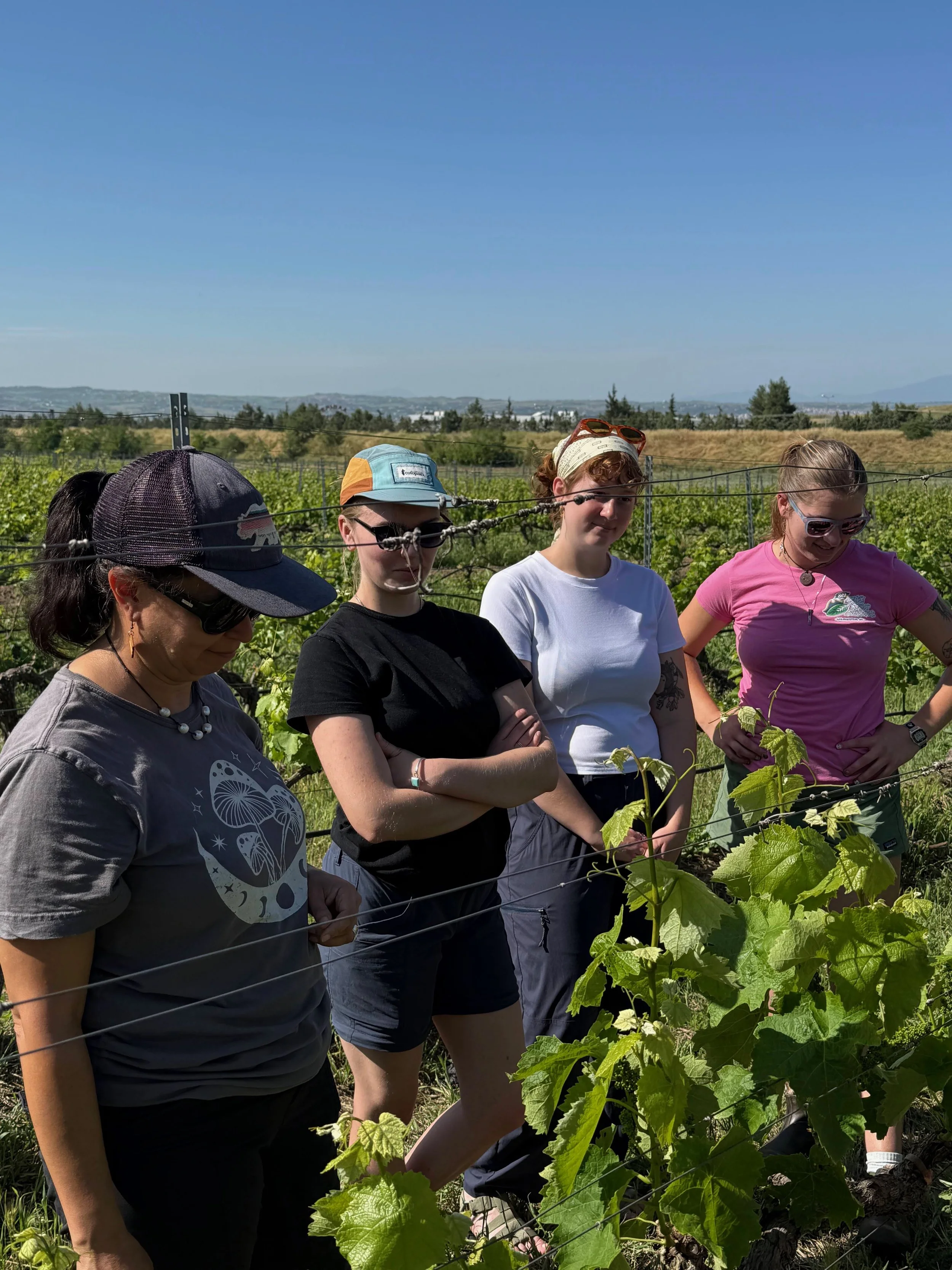  Alisa Hove, Emma Taylor McCallum, Kaia Caduff and Sabine Costello-Sanders ‘26 stand in the teaching vineyard at Perrotis College in Thessaloniki, Central Macedonia, Greece on May 13, 2026 (courtesy of Jill Arnold) 