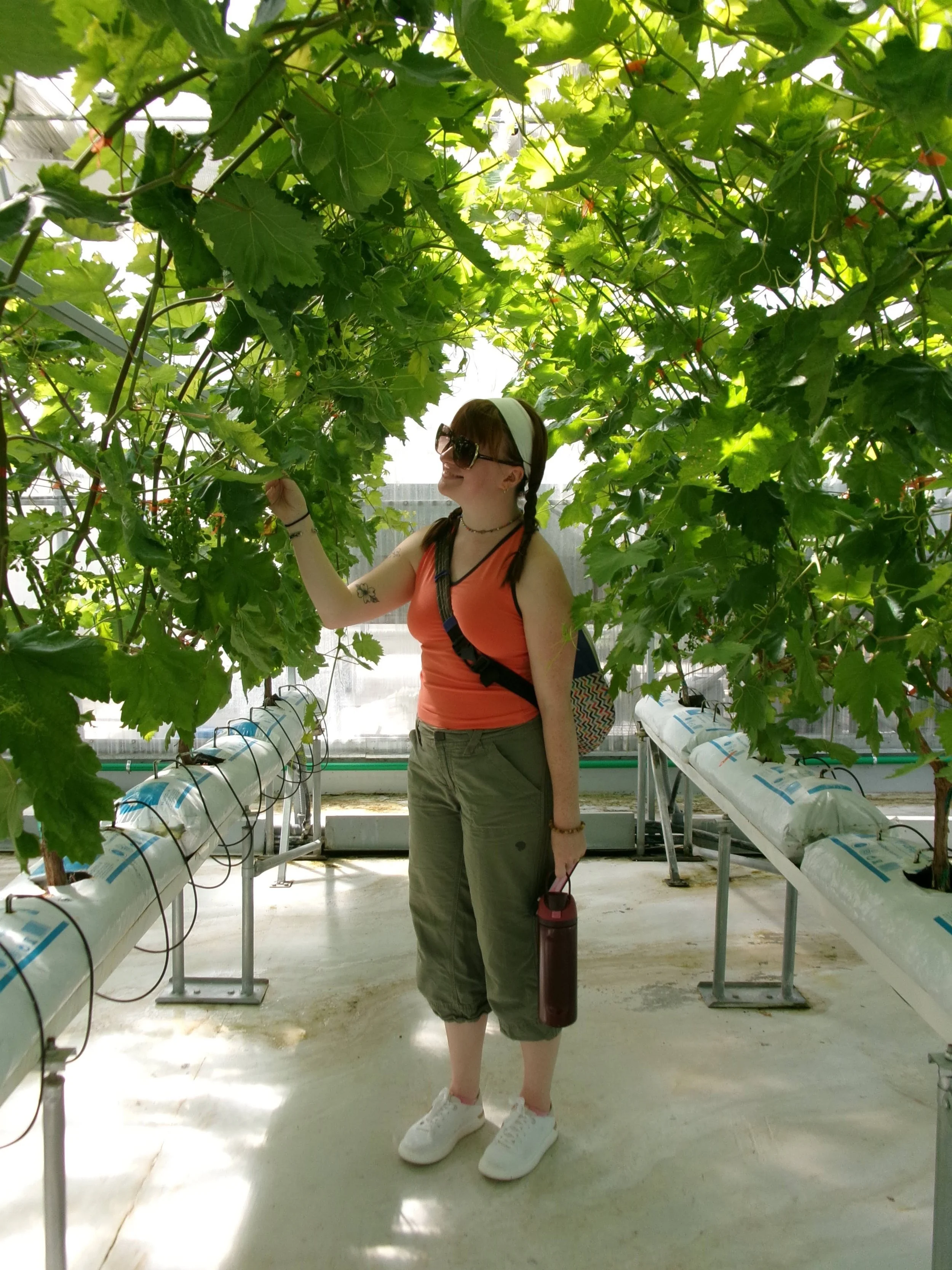  Katie Little ‘26 stands under an arch of grape plants in a greenhouse at Perrotis College in Thessaloniki, Central Macedonia, Greece on May 13, 2026 (courtesy of Jill Arnold) 