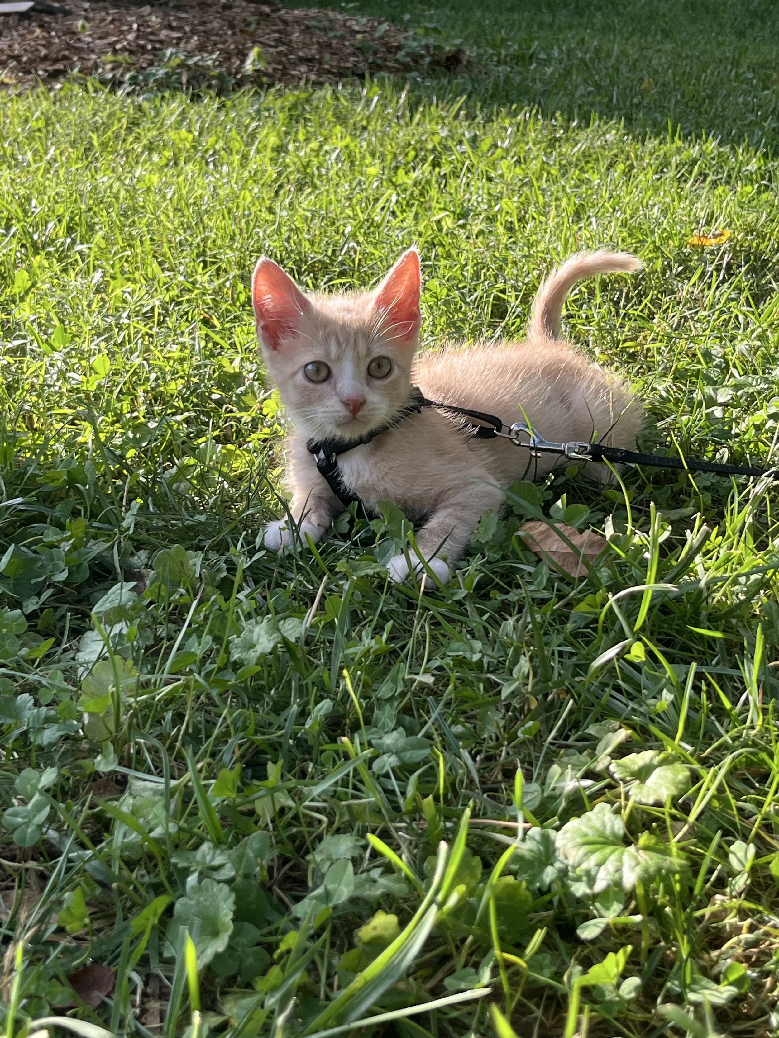 Wilson Critters Weekly 10/6