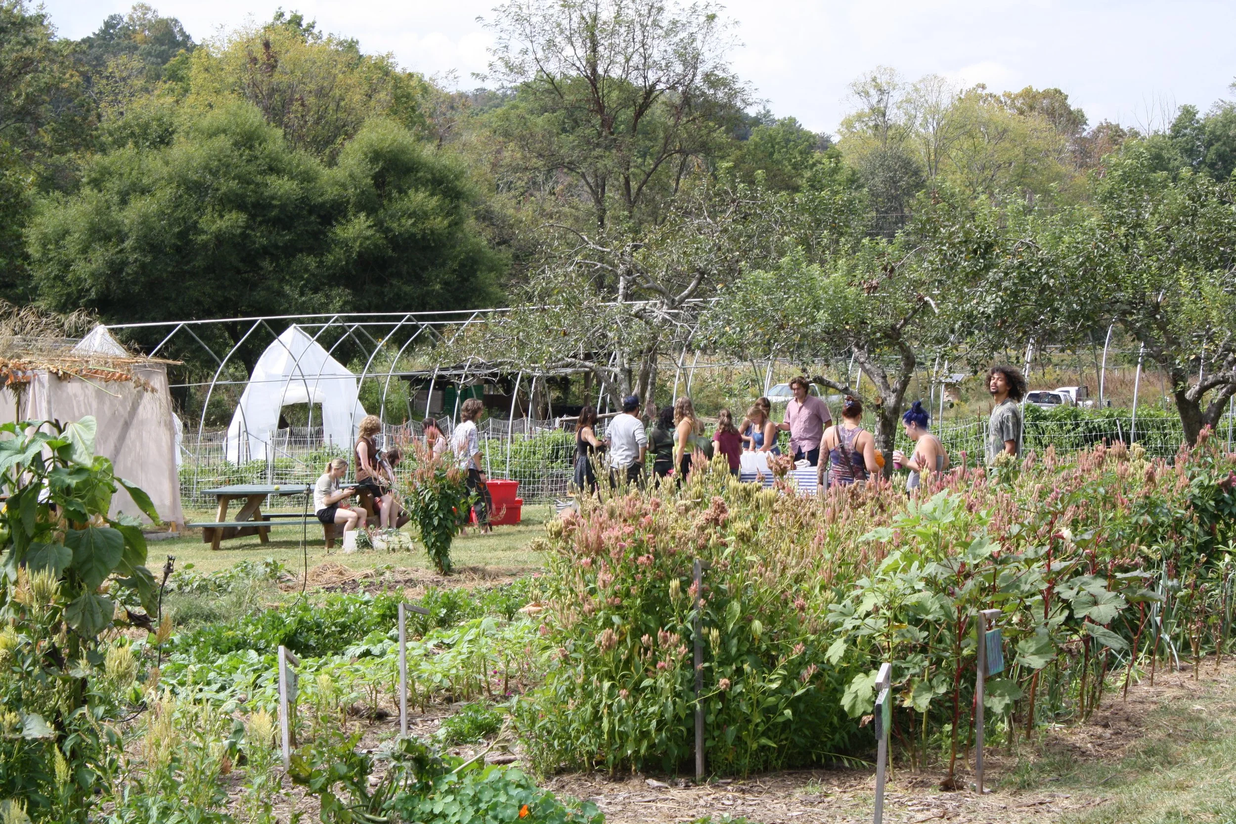  Attendees of the Fall Fest at Warren Wilson College on Oct. 3, 2026 in Swannanoa, N.C. (Echo/Emma Taylor McCallum) 