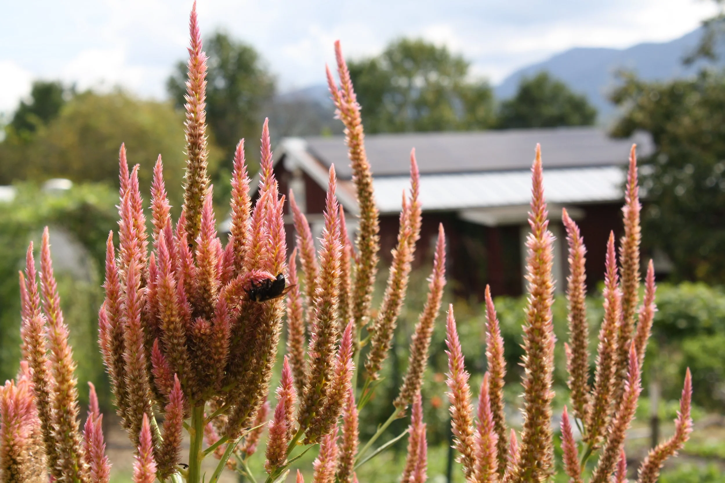  Celosia flowers in the garden during Fall Fest at Warren Wilson College on Oct. 3, 2026 in Swannanoa, N.C. (Echo/Emma Taylor McCallum) 