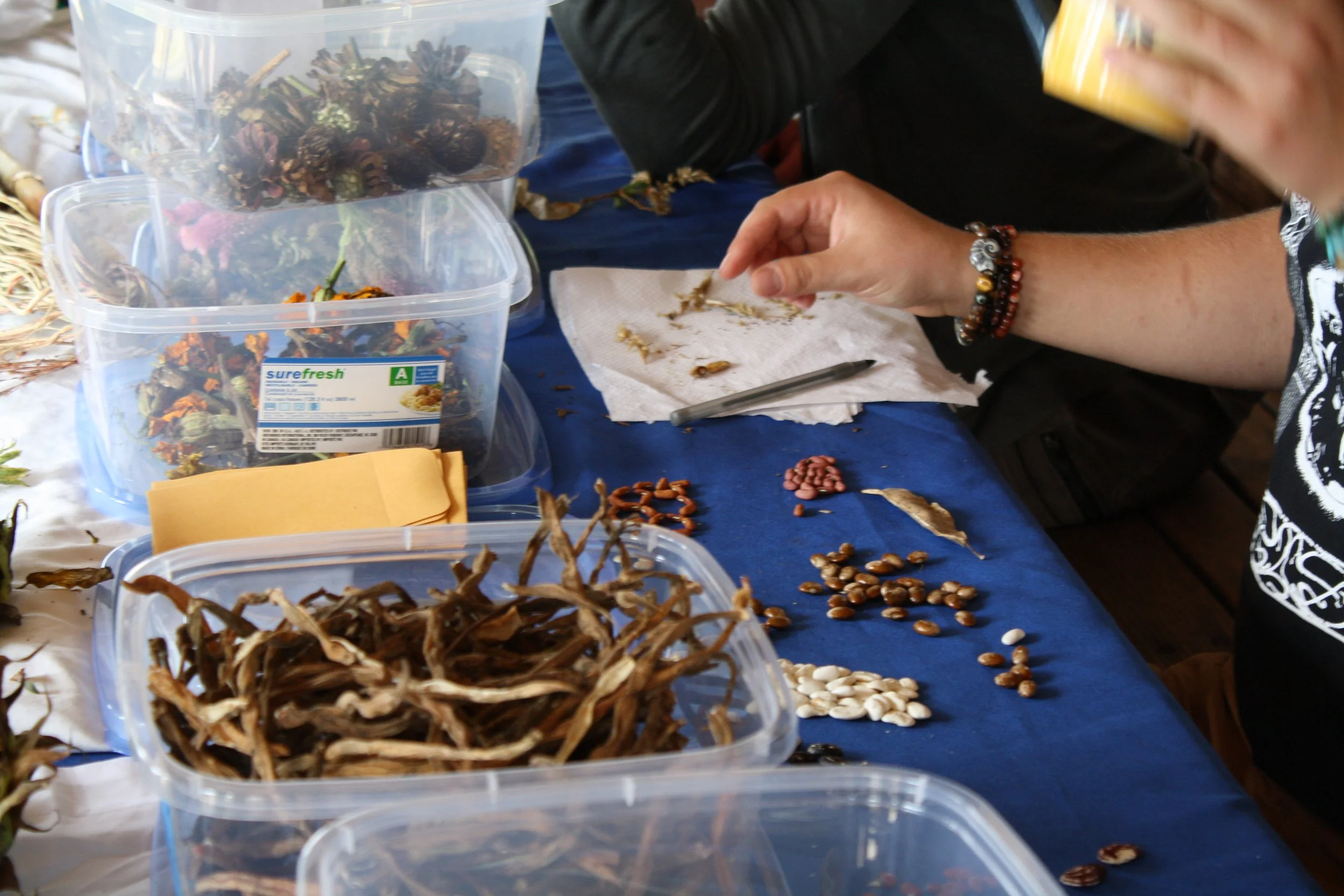  Seed saving at Warren Wilson College’s Fall Fest on Oct. 3, 2026 in Swannanoa, N.C. (Echo/Emma Taylor McCallum) 