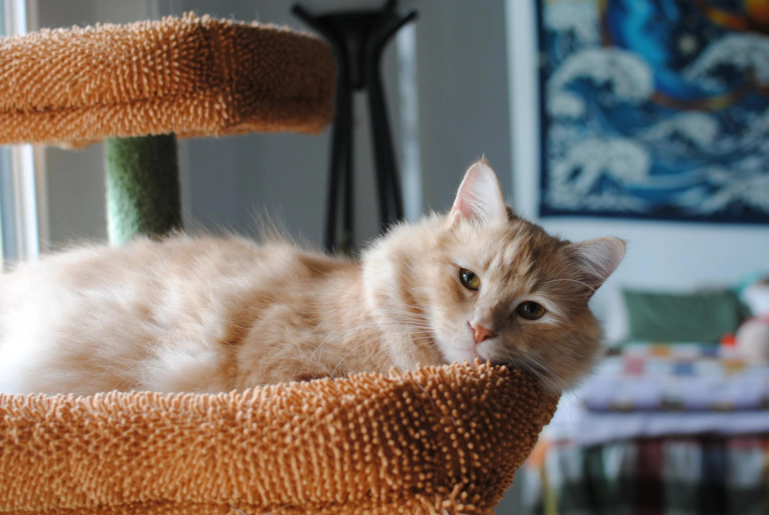 Wilson Critters Weekly 10/20